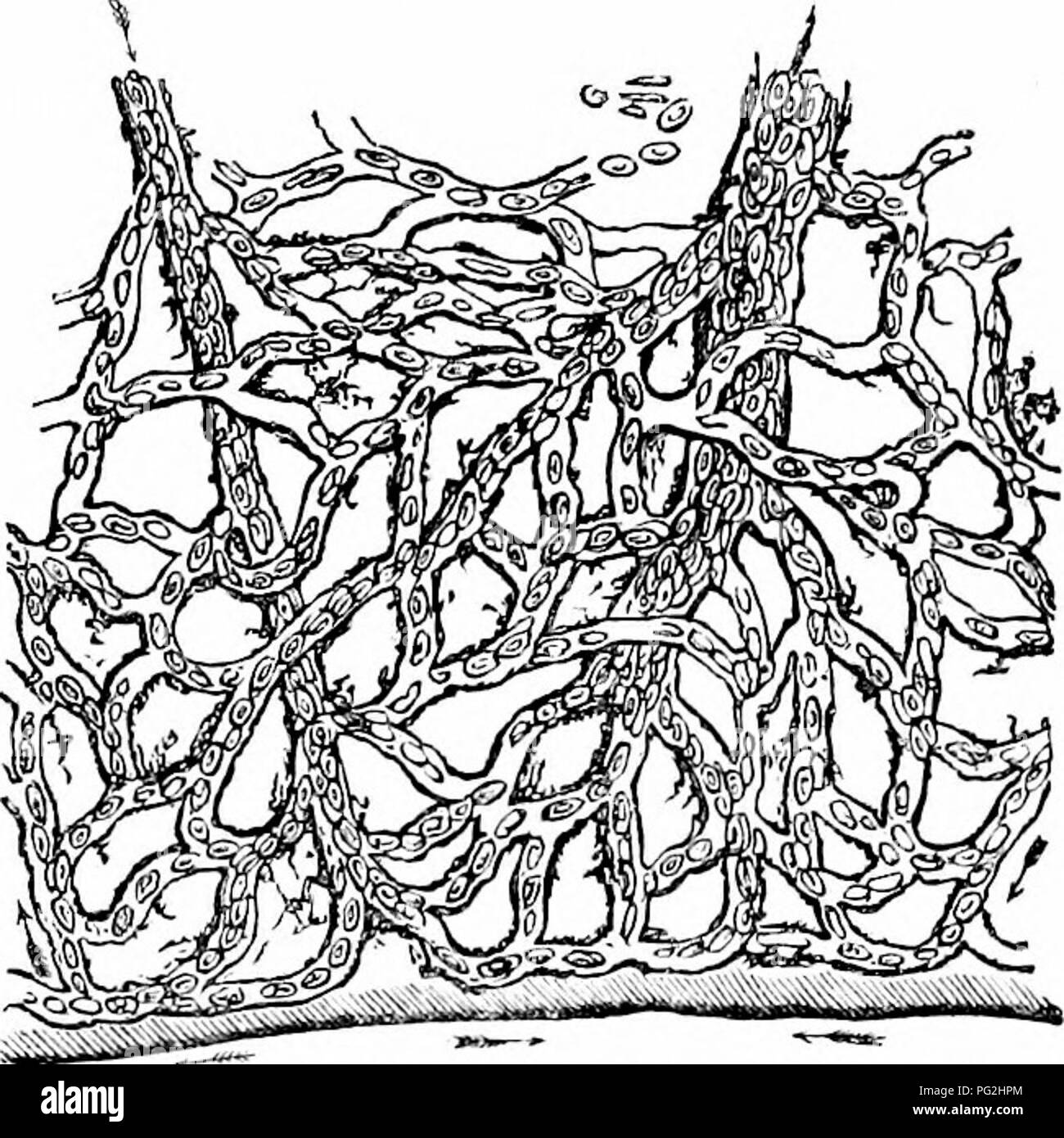 . Auf der Anatomie der Wirbeltiere. Wirbeltiere; Anatomie, Vergleichende; 1866. 502 ANATOMIE DES VEETEBEATES. 330. Mit Cnitlllaries blnod - Jiecs von tlie^ veb des Fußes, Frosch, magu. CCLXVII. 331 Das Auge des zirkulierenden Bewegung des Blutes fliesst ständig von den Arterien zu den Venen, wie gesehen, z. B. im Durchlicht in einem membranöse Teil der Frosch oder Newt's Struk- tur, unter den Micro-scope, Abb. 330. Das venöse System der Amphibien gleicht dem der Fische in dem Grad, in dem die Art der piscine Charakter behalten. Der kardinal Venen, im wesentlichen für diejenigen, die das Blut von zurück Stockfoto