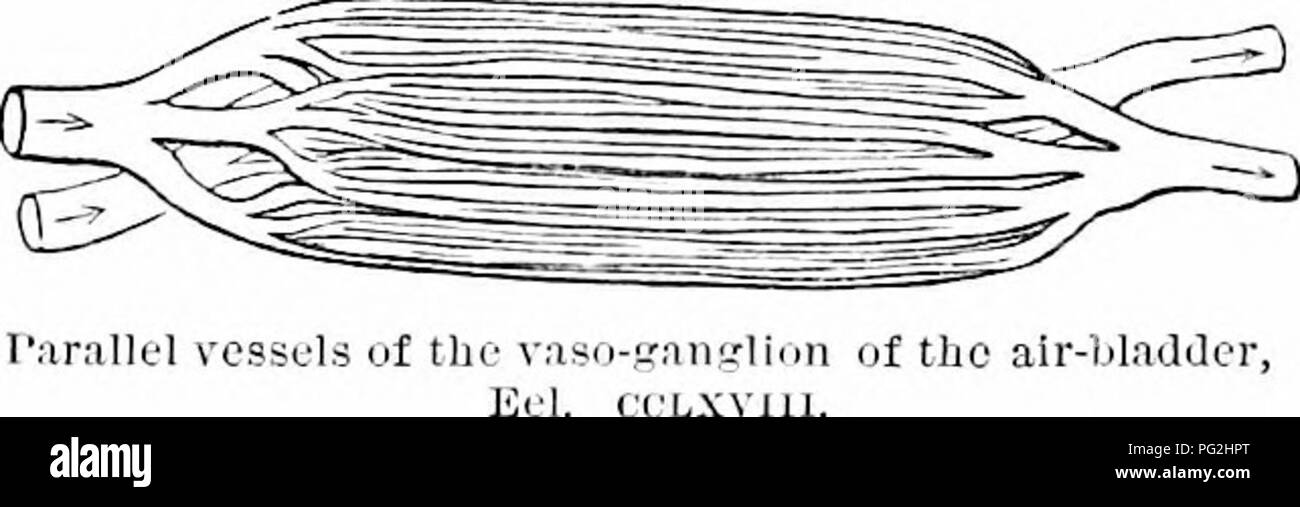 . Auf der Anatomie der Wirbeltiere. Wirbeltiere; Anatomie, Vergleichende; 1866. 496 Anatomie oder VEUTEBRATES. 329. Der speiseröhre in der Aal; aber De la Roche hatte gut describccl der ol&gt; Li (| ne Blende, "Und genau zitiert die ganze Familie der Aale wie Fische havinij sowohl die so genannte "Air-Drüse' und dem pneumatischen Luftleitung. Es war Sup]) 0 sed, dass die vaskuläre'air-Drüse" jircsent nur in jene Fische, die nicht der gasförmige Inhalt ihrer Schwimmen abgeleitet wurde - Blase aus ohne; und zweifellos in den Fische wliich haben die kürzesten und weitesten Luftkanäle (Stör, Amia, Erythrinus, Lepidoste Stockfoto