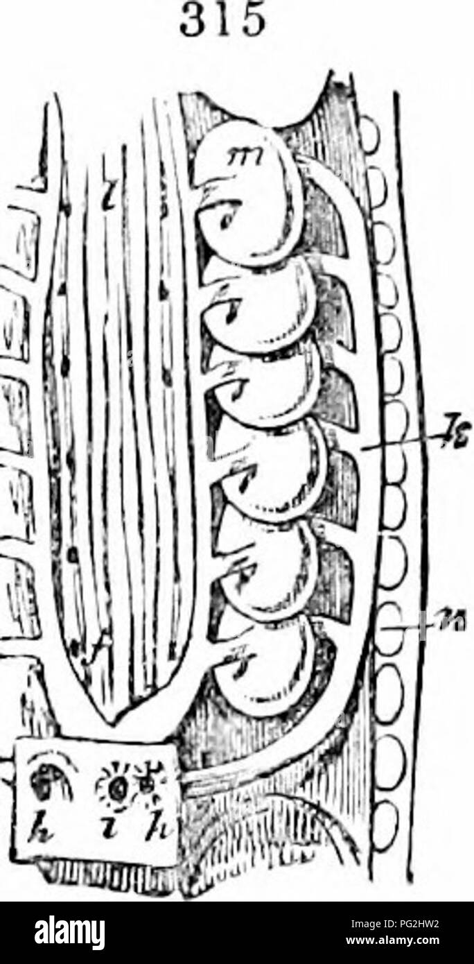 . Auf der Anatomie der Wirbeltiere. Wirbeltiere; Anatomie, Vergleichende; 1866. 476 ANATOMIE DES VERTEBEATES. Die gesamte Marge, den Zustand der plagiostomous Gill erfolgt. Wenn das Septum am äußeren Teil der Umfang und die vaskuläre Oberflächen befreit werden in pectinated lamelli - gefährlich Prozesse, Tufts, oder Filamente, ausgehend von der Freien Bogen, den o'ill eines gewöhnlichen Knöchernen oder teleostomous Fisch gebildet wird. Eine solche Gill ist das Homolog, nicht von einem einzigen gill-sac, aber der zusammenhängenden Hälften von zwei unterschiedlichen Gill - sacs, in der Myxines. Schon in der Neunaugen, die fir Stockfoto