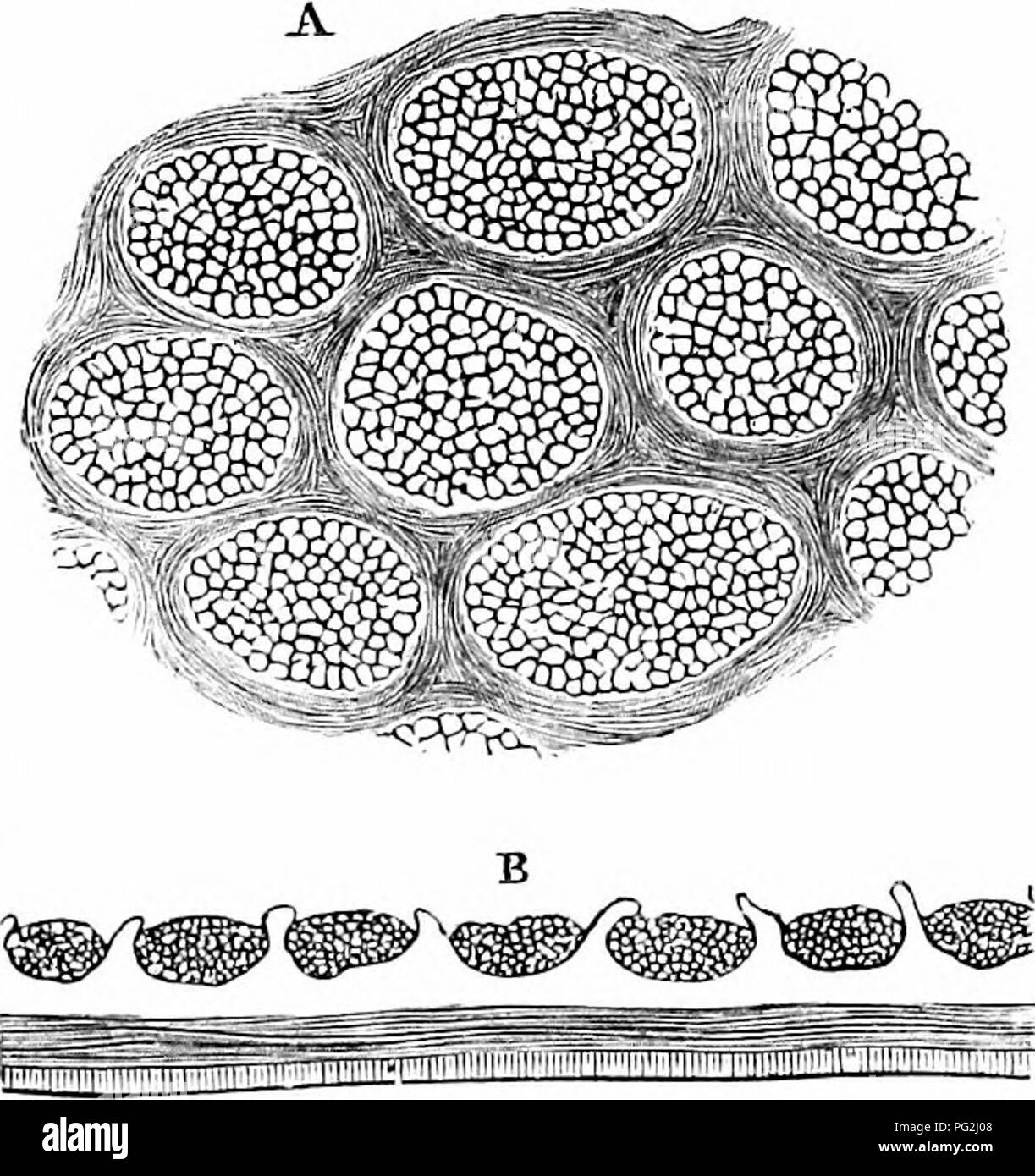 . Auf der Anatomie der Wirbeltiere. Wirbeltiere; Anatomie, Vergleichende; 1866. 432 ANATOMIE DER WIRBELTIERE. In einigen Fische, in anderen ist es villous, mit Öffnungen von krypten am Ijasal Intervalle der abgeflachten Darmzotten: in der Hering, Abb. 290, die Oberfläche ist minutiös Wabenförmigen; die Zellen oder Krypten, über-L-^ Zoll im Durchmesser, und jedes ist mit einer Masse von epithelialen Zellen gefüllt, wie in Abschnitt B, Abb. gesehen. 290. Anhand der 290 291. Bitte beachten Sie, dass diese Bilder aus gescannten Seite Bilder, die digital für die Lesbarkeit verbessert haben mögen - Färbung und Erscheinungsbild extrahiert werden Stockfoto
