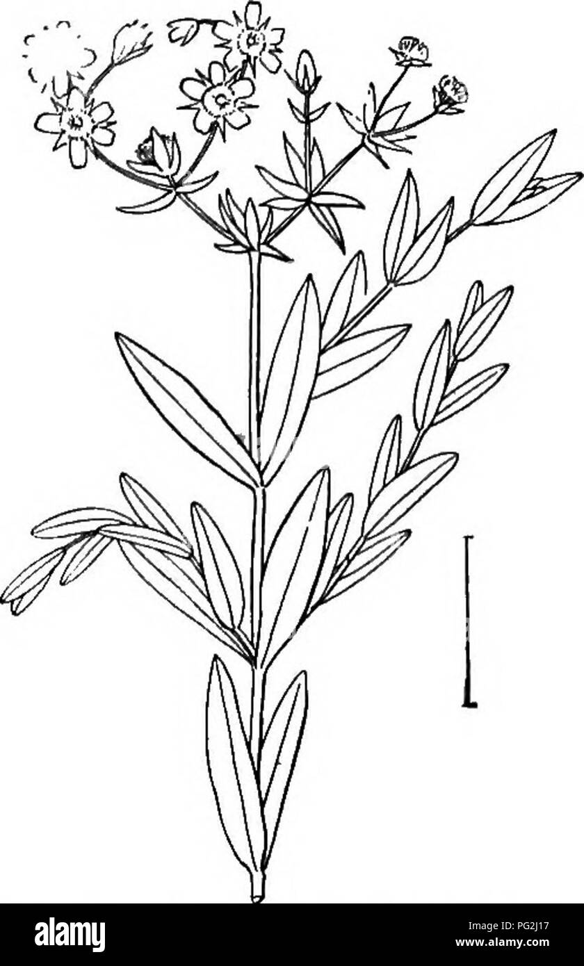 . Ziersträucher der Vereinigten Staaten (Hardy, kultiviert). Sträucher. Schlüssel zu den häufigsten KULTIVIERTEN HYPERICUMS 77 Hypericum. Die St. John's - würzen sind ein. umfangreiche Gattung (200 spe-Cies) der Kräuter, Sträucher und Bäume mit mehr oder weniger punktiert, gegenüber, ganze - Blätter scharfkantig und auffälligen gelben Blüten mit vielen Staubblättern. Die 5 schrägen Kanten gelben Blütenblättern, viele Staubblätter (häufig in Gruppen vereinigt), und die transparent-gepunktete gegenüber Blätter sind die Besonderheiten, die. Â â ¢ y^^. Bitte beachten Sie, dass diese Bilder aus gescannten Seite Bilder, die digital zum Lesen erhöht worden sein können extrahiert werden Stockfoto