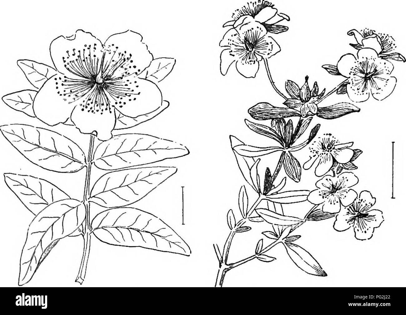 In diesem Werk werden Ziersträucher aus den Vereinigten Staaten beschrieben, wobei der Schwerpunkt auf härteren und kultivierten Sorten liegt. Es bietet Illustrationen und Beschreibungen, die Gartenliebhabern bei der Identifizierung und Kultivierung helfen. Stockfoto