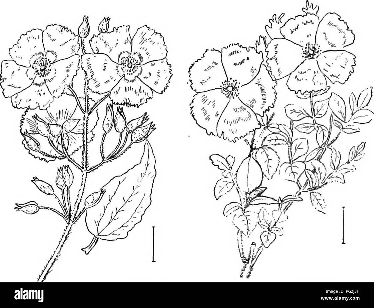 . Ziersträucher der Vereinigten Staaten (Hardy, kultiviert). Sträucher. Schlüssel zu THK SPKCIES von CISTUS 71 Frucht ist eine mehr oder weniger 3-celled Kapseln mit zahlreichen Samen. Diese Pflanzen sind manchmal Sun 'Rosen' genannt, da die Blüten nur in Sun-Shine öffnen und schon bald ihre Blütenblätter fallen. [Divisionen; Samen; Zweig Stecklinge.] Cfstus. Man bezeichnet diese auch als Zistrosen. Sie sind aromatische Sträucher in allen Teilen mit kurzen oder langen in der Regel glanduläre Haaren bedeckt. Die. Abb. 32. - Laurel-leaved Cistus. FiQ. 33. - Behaart Cistus. Blätter sind gegenüber, einfach, meistens immergrün und ganzen kantig. Die Blüten sind Larg Stockfoto