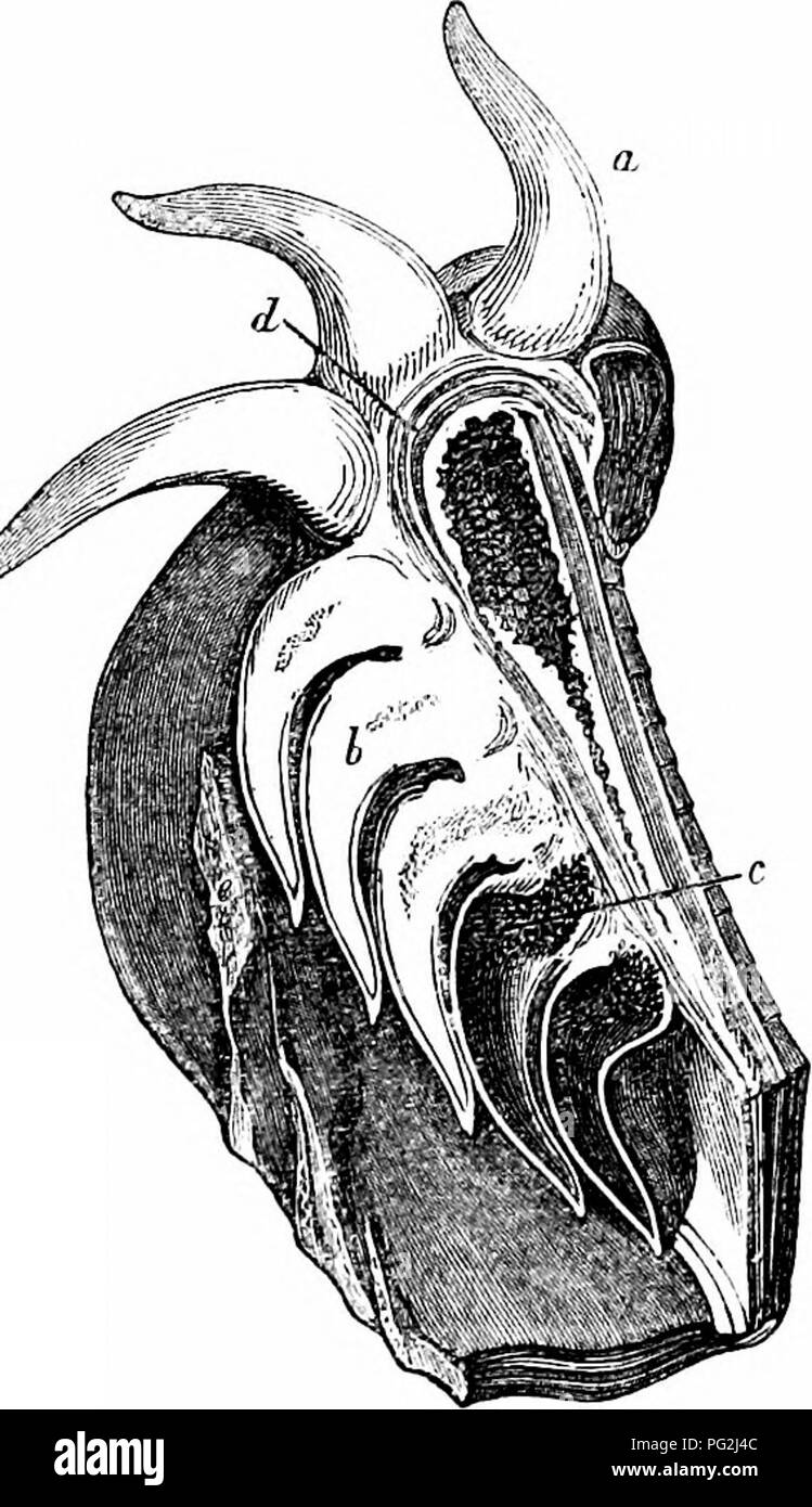 . Auf der Anatomie der Wirbeltiere. Wirbeltiere; Anatomie, Vergleichende; 1866. Anatomie der Wirbeltiere. 263 In der Membran, aus dem sie begraben, und die Fläche, auf die ihre Grundlage ist beigefügt wird unten in einem geschlossenen Sac: Aber diese Sac nicht in der Substanz des Kiefers durchgraben geworden, so dass die Zähne an diiferent Stadien des Wachstums sind Weg gebracht mit der dicken und S (Jft Gummi, wenn Sie aus dem Kiefer entfernt wird - Knochen. Die endgültige fixa- rung der Zähne, so gebildet, erfolgt durch das Entwickeln von ligamentous Fasern in der submucovis Gewebe zwischen den Kiefer und die Basis der Zahn, whi Stockfoto