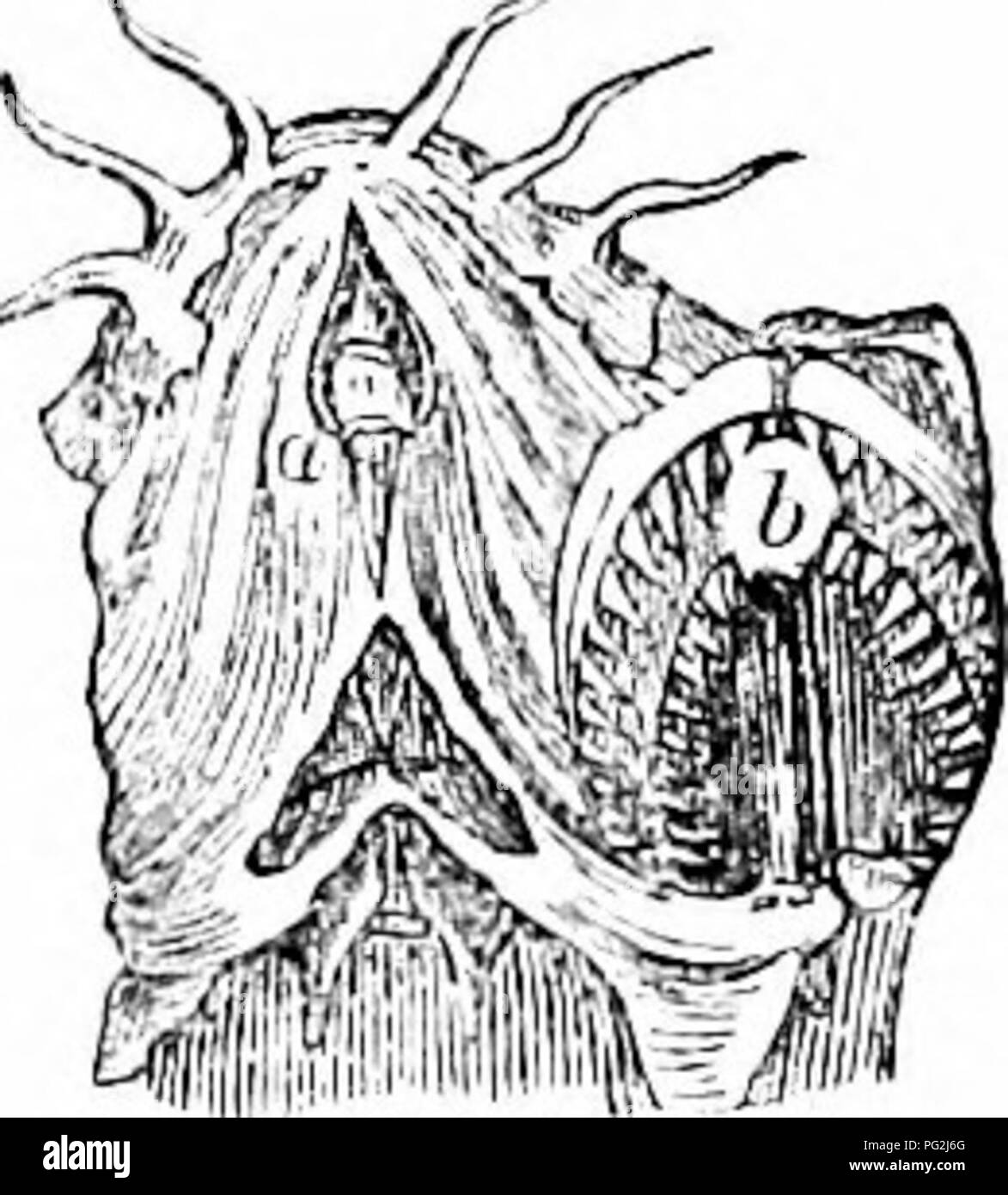 . Auf der Anatomie der Wirbeltiere. Wirbeltiere; Anatomie, Vergleichende; 1866. Zähne oder Fische. 309 Â" & Amp; -/..? ich ff-* Bild'. 250, c, zu zwei dentigerous pharyngeal Backen, d, d, unten entgegengesetzt. Kranke die Lcpidosircu einer einzigen maxilhuy zahnmedizinische plale, hg. 251, II, o] Ich [) osed zu einem einzigen mandibulares, h, und es gibt zwei kleine dentieles auf dem Nasenbein, C. In der extinet Haie mit brechzähne, genannt und Ceratudus Ctenodus, die Backen waren mit vier Zähne, zwei oben und zwei unten 217 bewaffneten." In Chim;;;;;;;; r; c zwei Â £ s: y<;;;;;;; rS^ mandibulären Zähne sind opposeil auf vier. ^.^ teetli maxillaris Aus dieser Stockfoto