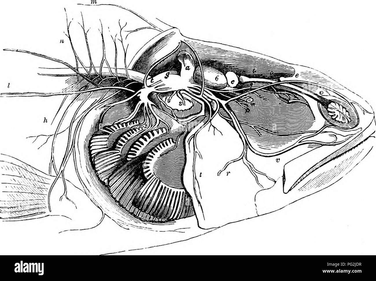 . Auf der Anatomie der Wirbeltiere. Wirbeltiere; Anatomie, Vergleichende; 1866. 304 ANATOMIE DER WIRBELTIERE. ib. V, gibt einen pfälzischen Nerv (r. pterygo - Palatinus), und liefert die dermalen Hüllen, Schleim Rohre, und die Zähne des Oberkiefers. Die super-orbital Division, Ib.e, gibt den beiden Ciliary nerven, ein 203. Hirnnerven, rercb. XXIII., verbindet die ciliary Zweig des Dritten; sie versorgt die olfaktorischen sacs, und die dermalen Hüllen der oberen und vorderen Teil des Kopfes. In der Skate Das große sensorische Zweige des Fünften, an die dermalen Hüllen, und der einzigartig entwickelt Schleimhäute c Stockfoto