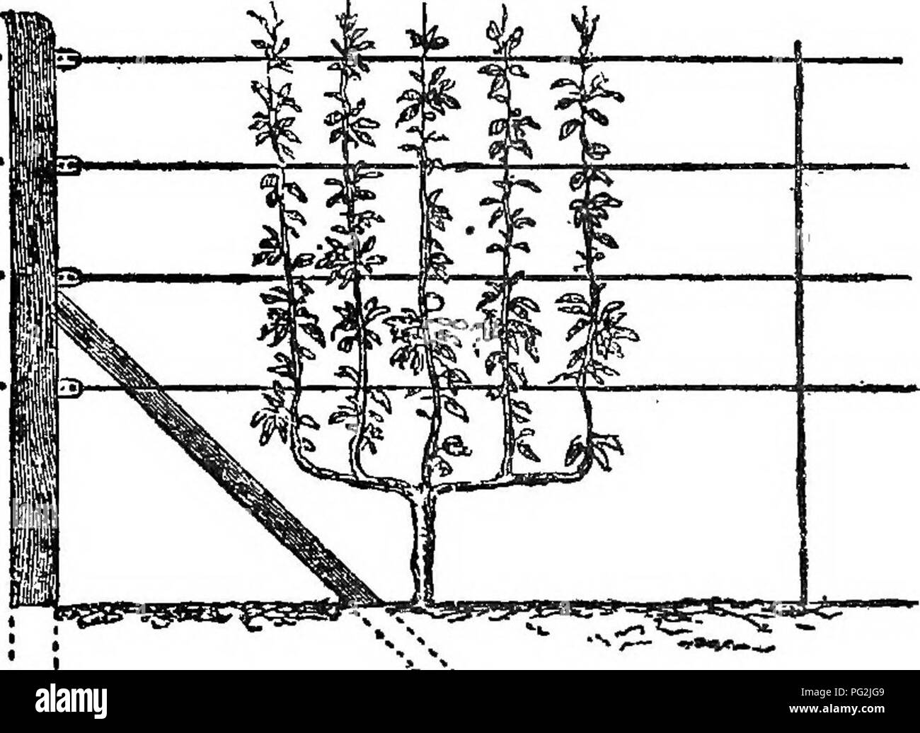 . Die Miniatur Obst Garten und moderne Obstgarten: oder, Die Kultur der pyramidalen und Bush Obstbäume: mit Anweisungen für root - Beschneiden, etc. Obst - Kultur. Pest TEEES TEAINED als COEDONS 27 von denen mit a gekennzeichnet, ein. Der Baum mit fünf Filialen, wird also 32 Zoll - sagen wir drei Fuß an der Wand; ein Baum mit sieben Niederlassungen werden vier Fuß erfordern, sondern als etwas Platz sollte erlaubt sein, die auf der Außenseite Zweige Sporne, sagen fünf Fuß besetzen. Wenn die Wand von einem moderaten Höhe sein, acht Fuß zum Beispiel,.. Abb. 6-A PIVB - BEANOHED VBETTCAL CORDON PBAB TBEB ein Baum mit sieben Niederlassungen wird pr Stockfoto