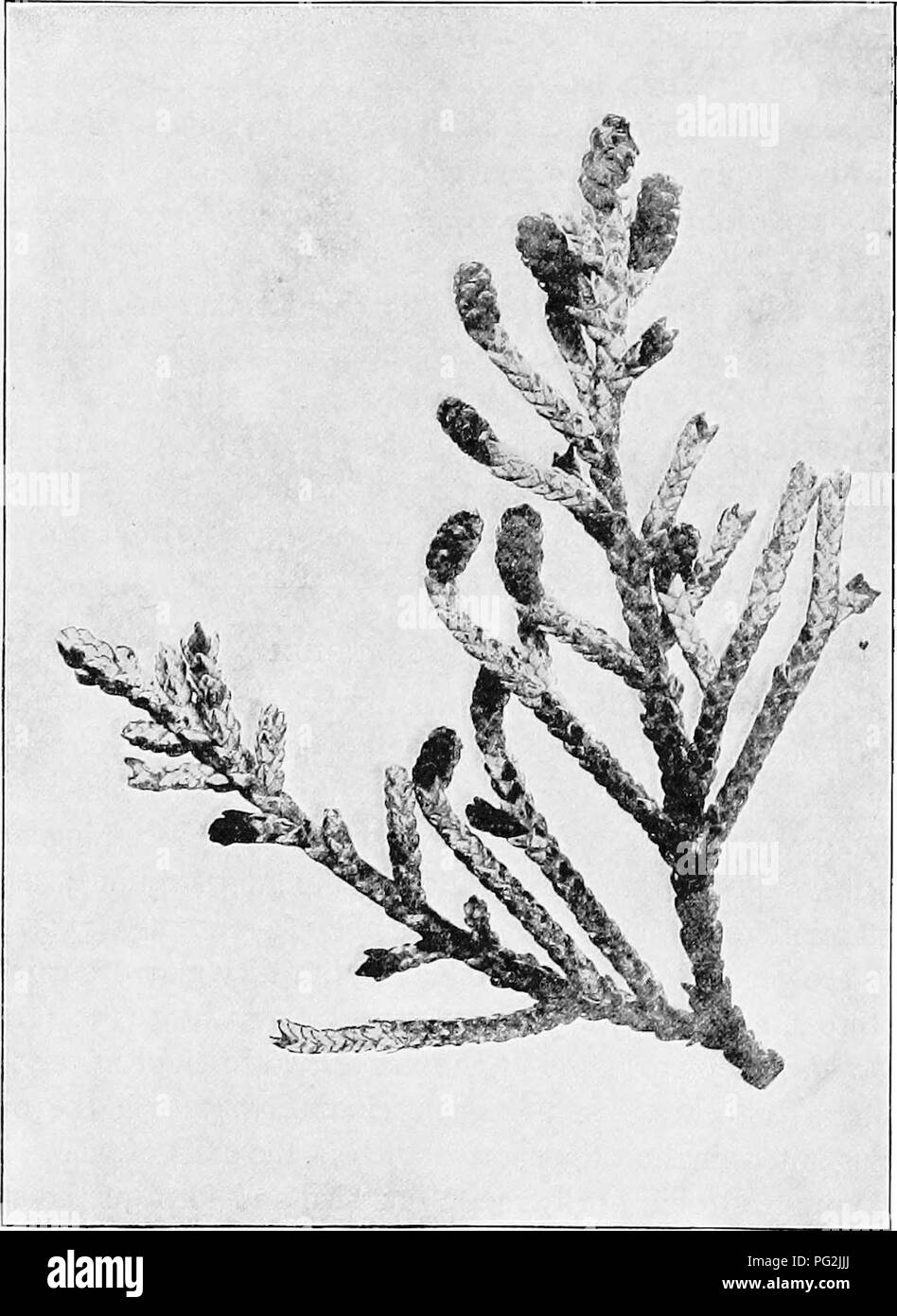 . Morphologie der gymnosperms. Gymnosperms; Pflanze Morphologie. 320 MORPHOLOGIE DER GYMNOSPERMS die eher fraglich neue Caledonian Gattungen Acmopyle und Poly-podiopsis, die staubgefäße sind der peltate Typ; das heißt, der Stiel ist. Abb. 375,- Microcachrys tetragona: Branche mit staminate strobih; X2.2S.- Nach Thomson (151). Durch eine peltate Expansion mit einer Kappe bedeckt, unter denen die sporangien sind hängend. In Taxus Die sporangien sind vier bis sieben an der Zahl, vollständig um den Stiel; in sieben Torreya Sporangien beginnen zu entwickeln, sondern nur die vier abaxial, reifer, so dass die staubgefäße. Bitte beachten Sie, dass Stockfoto