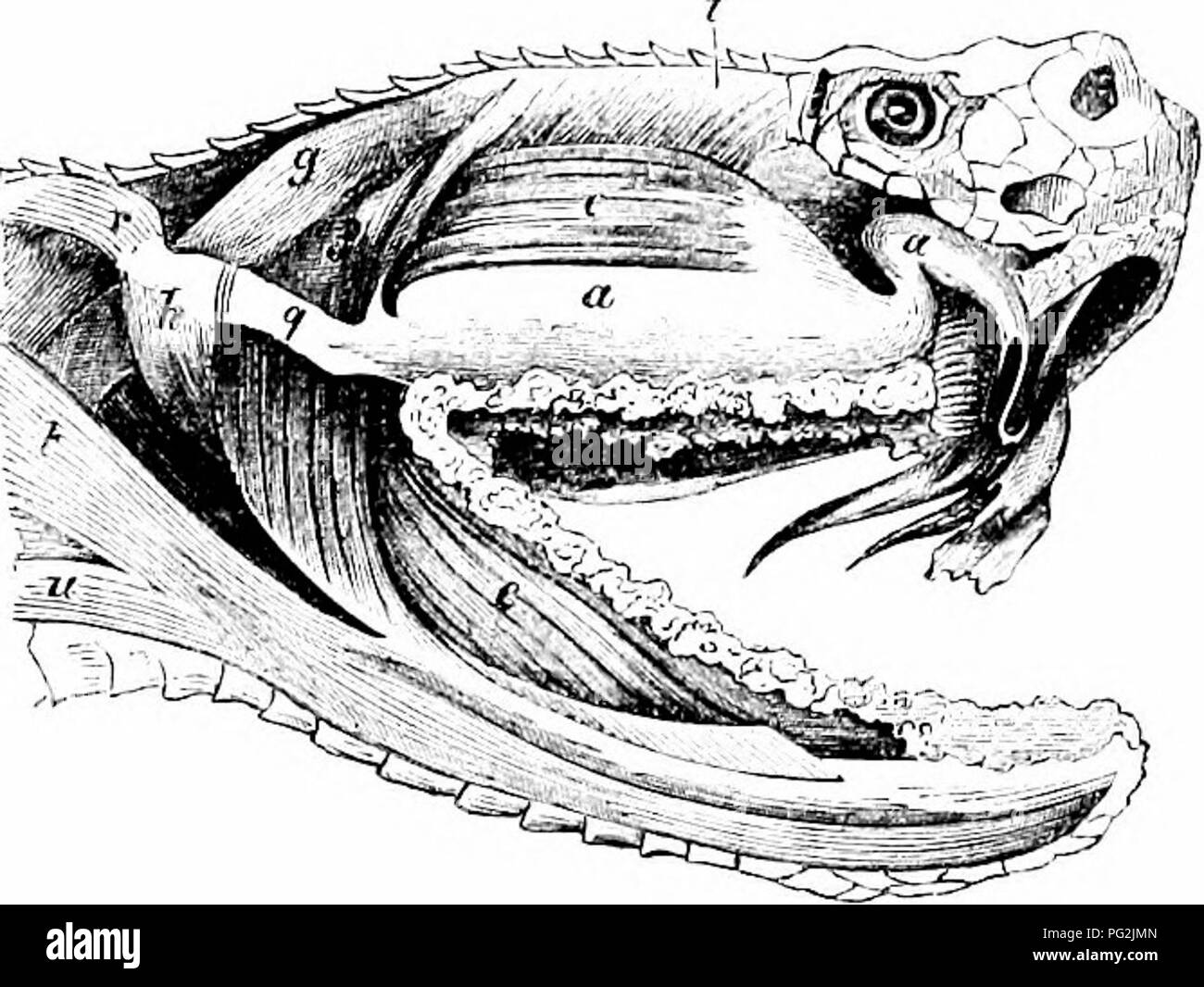 Auf der Anatomie der Wirbeltiere. Wirbeltiere; Anatomie, Vergleichende;  1866. MYOLOGY oder Reptilien. 227 pents: Der lange im Ohr Knochen, Abb. 97,  28, ist durch seine Extremität ironi, der herausragenden Mastoid, und