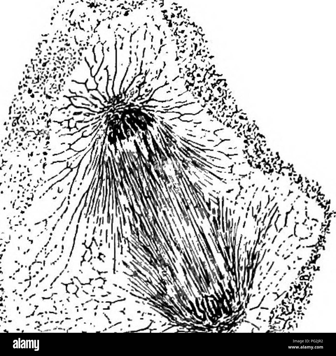 . Morphologie der gymnosperms. Gymnosperms; Pflanze Morphologie. 288 MORPHOLOGIE DER GYMNOSPERMS als Lebensmittel behälter. Da es eine allgemeine Tendenz unter gymnosperms werden die proembryonic Stadium des Embryos zu reduzieren scheint, der Pinaceae kann als eine erweiterte Gruppe in Bezug auf dieses Zeichen angesehen werden als die vorhergehenden. Die PROEMBRYO Die Entwicklung der proembryo der Finnen Laricio als Illustration (Abbn getroffen werden können. 341-349). Die fusion Kern behält seine zentrale Position im Ei, und organisiert die größte Spindel der freien Kernenergie Serie. Es ist bemerkenswert, dass dieses Firs Stockfoto