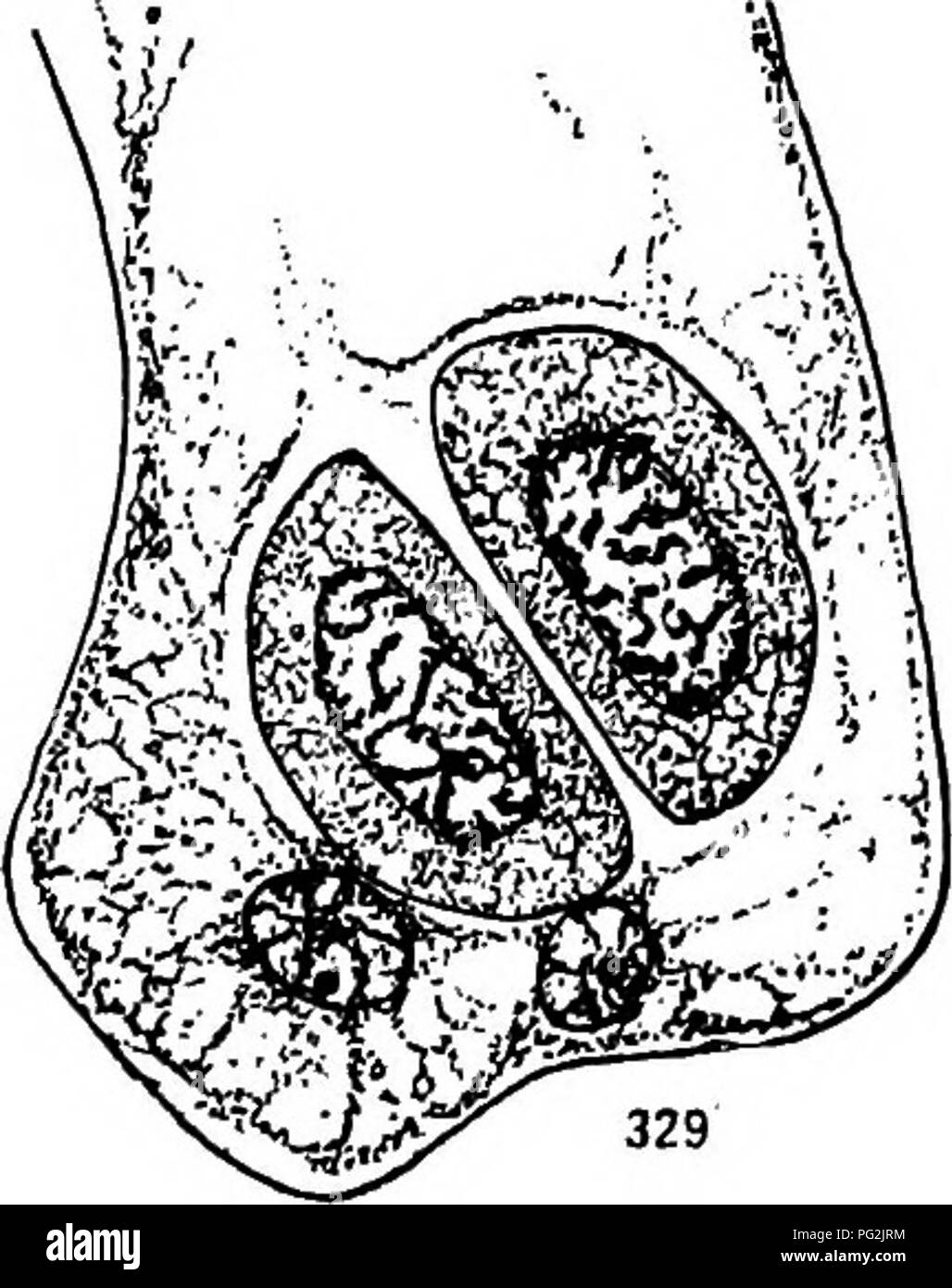 Diese Arbeit konzentriert sich auf die Morphologie von Gymnospermen, einer Gruppe von Samen produzierenden Pflanzen, die Nadelbäume, Zykaden und Ginkgos umfasst. Es enthält detaillierte Beschreibungen der Struktur und Reproduktionsprozesse von Gymnospermen und trägt zum Verständnis der Pflanzenentwicklung und Reproduktionsbiologie in dieser alten Pflanzengruppe bei. Stockfoto