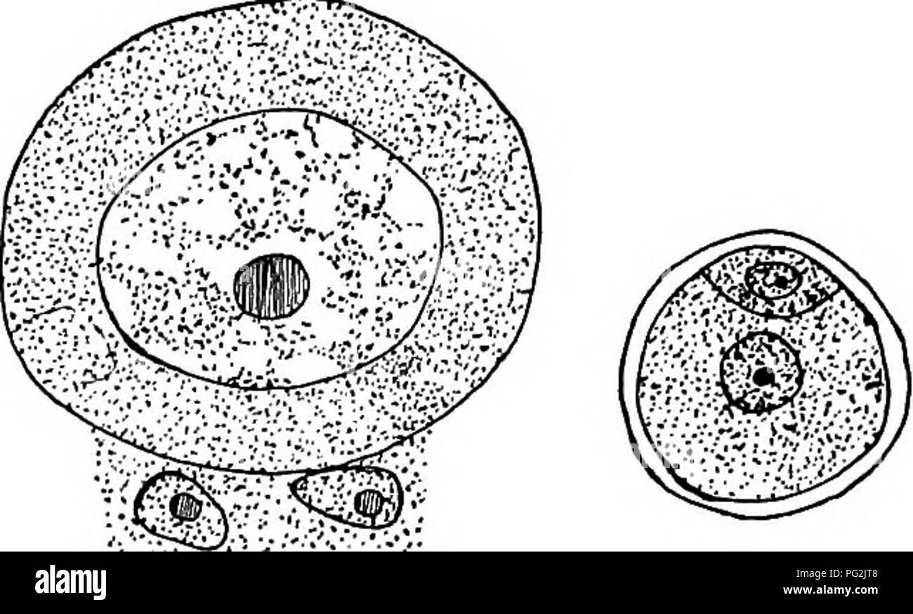 . Morphologie der gymnosperms. Gymnosperms; Pflanze Morphologie. 323. Bitte beachten Sie, dass diese Bilder sind von der gescannten Seite Bilder, die digital für die Lesbarkeit verbessert haben mögen - Färbung und Aussehen dieser Abbildungen können nicht perfekt dem Original ähneln. extrahiert. Coulter, John Merle, 1851-1928; Chamberlain, Charles Joseph, b. 1863; Kolter, John Merle, 1851-1928. Morphologie der spermatophyten. Teil I. Gymnosperms. Chicago, University Press Stockfoto