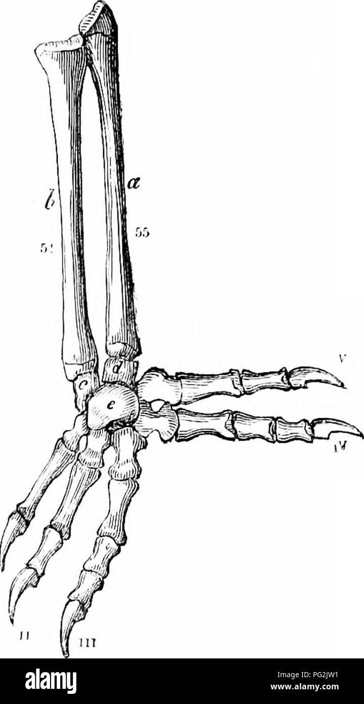 . Auf der Anatomie der Wirbeltiere. Wirbeltiere; Anatomie, Vergleichende; 1866. Anatomie der Wirbeltiere. 175 110 und Scincus, der ckyicle Erweitert auf seiner medialen lialf, die über eine große Leere oder Perforation besetzten Ijy Membran. In der Chamäleon tlic Skapulier arch ist so einfach wie in Tlic Krokodil, das coracoid Ijut kürzer und breiter. Der humerus in iisually Lacertians ist größer und gerader, Abb. 50, Driico volans, als in der Krokodile, mit kompakter Wand- und Avidcr mcdidlary Hohlraum. Tiie Radius, Ib und Bild. 110, h, r 34, ist aluiost gerade, und schlank, witli Eine ovale proximalen Arti Stockfoto