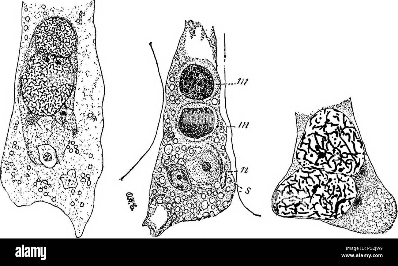 . Morphologie der gymnosperms. Gymnosperms; Pflanze Morphologie. 276 MORPHOLOGIE DER GYMNOSPERMS Zellen. Letztere teilt und bildet zwei gleiche männlichen Zellen (Taxodium distichum), oder nur zwei Kerne nicht durch eine Wand getrennt (Pinus). Es ist dieser Abteilung, die unter den palmfarnen und in Ginkgo Ergebnisse in zwei Spermien Mutter Zellen, die später zwei Ciliated Spermien Entlastung und zu produzieren. Es ist dieser Gegensatz der Spermatogenese, dass ijiust werden. Abbn. 316-318. - Tipps von Pollen Röhrchen mit den männlichen Kerne: m, männliche Zellkerne; n, Kerne von Rohr und Stiel Zellen; s, Stärke; Bild. 316, Pinus Strobus, Juni 14, 1898; der Körper Stockfoto