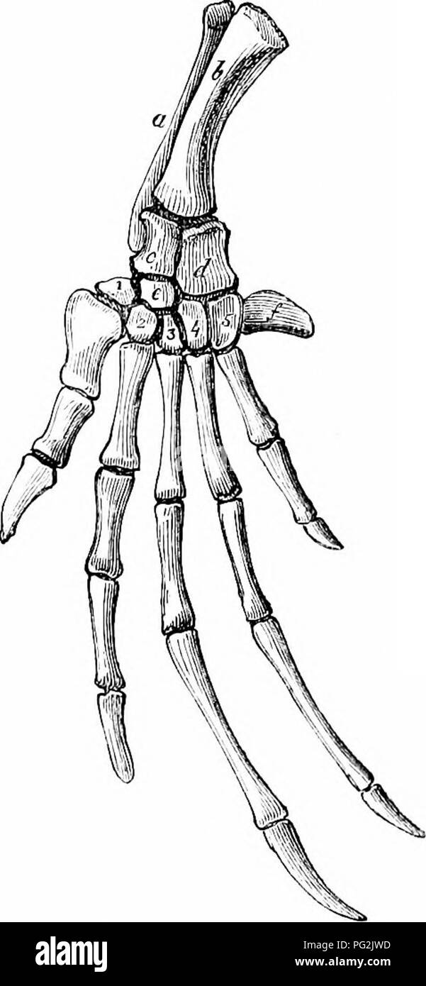 . Auf der Anatomie der Wirbeltiere. Wirbeltiere; Anatomie, Vergleichende; 1866. Anatomie der Wirbeltiere. 173 107 metacarpal: Der letzte Phalanx unterstützt eine Kralle. Die drei nnddle Ziffern, // // /, in, haben jeder Tln-ce lange Phalangen, tlie Letzte heing abgeflacht und ohne eine Kralle, die Fünfte hat zwei Pha-Windeln. Alle diese sind miteinander durch ein Netz verbunden sind. In der Schildkröte, Abb. 108, alle Zehen sehr kurz sind und subequal; und jedes Lias eine metacarpal und zwei phalangen, die letzte Unterstützung einer Klaue; die wenigen Arten, an denen das Fünfte hat nur ein yihalanx und keine Kralle bilden die Gattung Homopiis, Dum. und Bilj. Stockfoto