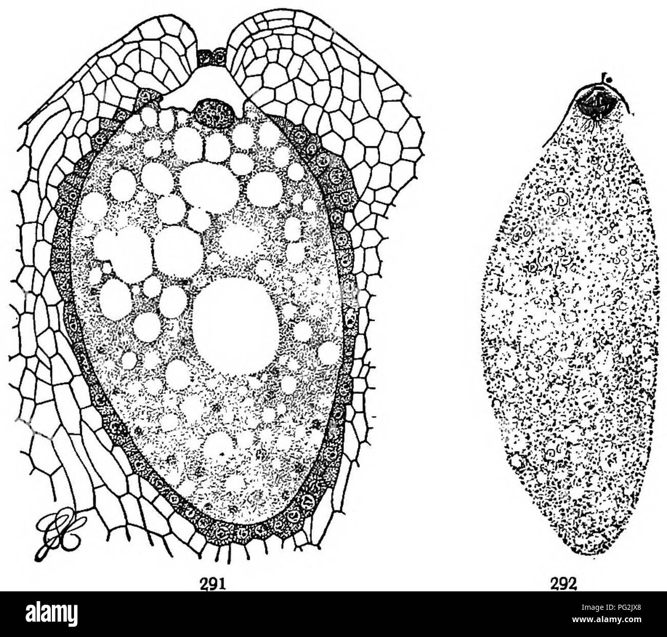 . Morphologie der gymnosperms. Gymnosperms; Pflanze Morphologie. Abbn. 289-292.- Pinus Laricio: Entwicklung der archegonium; Bild. 289, Arche-gonium initial, Mai 28; Abb. 290, Hals und zentralen Zellen, 2. Juni; Bild. 291, zentralen Zelle nur vor dem Schneiden oflE ventralen canal Zelle, Juni 18; Abb. 292, Schneiden ventralen canal Zelle, Juni 21; X104. (28), einschließlich der körperlichen Übertragung Ihrer Kerne. Auf diese Weise wird der zentralen Zelle und Ei gedacht waren mit Lebensmitteln verpackt zu werden, ihre Zyto- keimplasma mit großen und tief Färbung Massen (mehr Promi-nent im Ei), die als Kerne angesehen wurden. c gefüllt werden Stockfoto