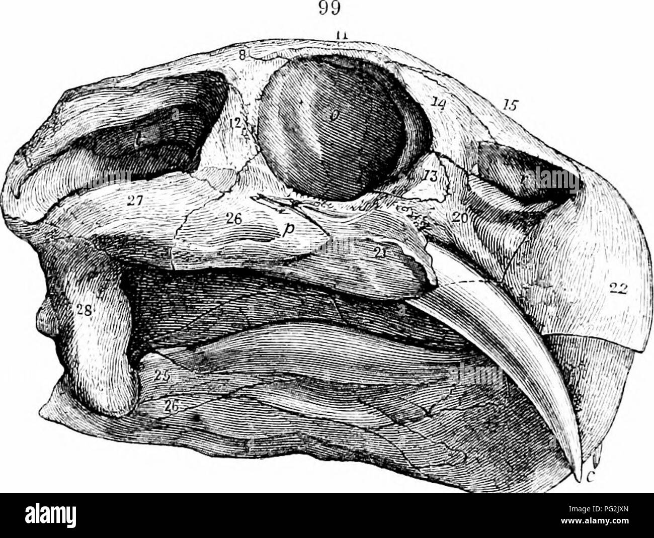 . Auf der Anatomie der Wirbeltiere. Wirbeltiere; Anatomie, Vergleichende; 1866. IGO ANATOMIE DER WIRBELTIERE. Zwischen dem nasals, ist. Der Präfrontalen, 14, erstreckt sich auf das Nasenloch, n. Tlie lacrymal, 13, bildet den Rest der vordere Teil der Orbit, ex-forward tendenziell auf das Gesicht. Die Seiten des premaxillary, 22, abrupt nach unten vor die Nase beugen, um die MAXILLARIS, 20, 21; dies bildet die untere Begrenzung der Nasenloch, n, und verbindet sich über und hinter der mit dem Präfrontalen, lacrymal und nasalen Knochen: Der oberkiefer Projekte unter dem orljit, wie eine Fortsetzung der zygoma, werden Stockfoto