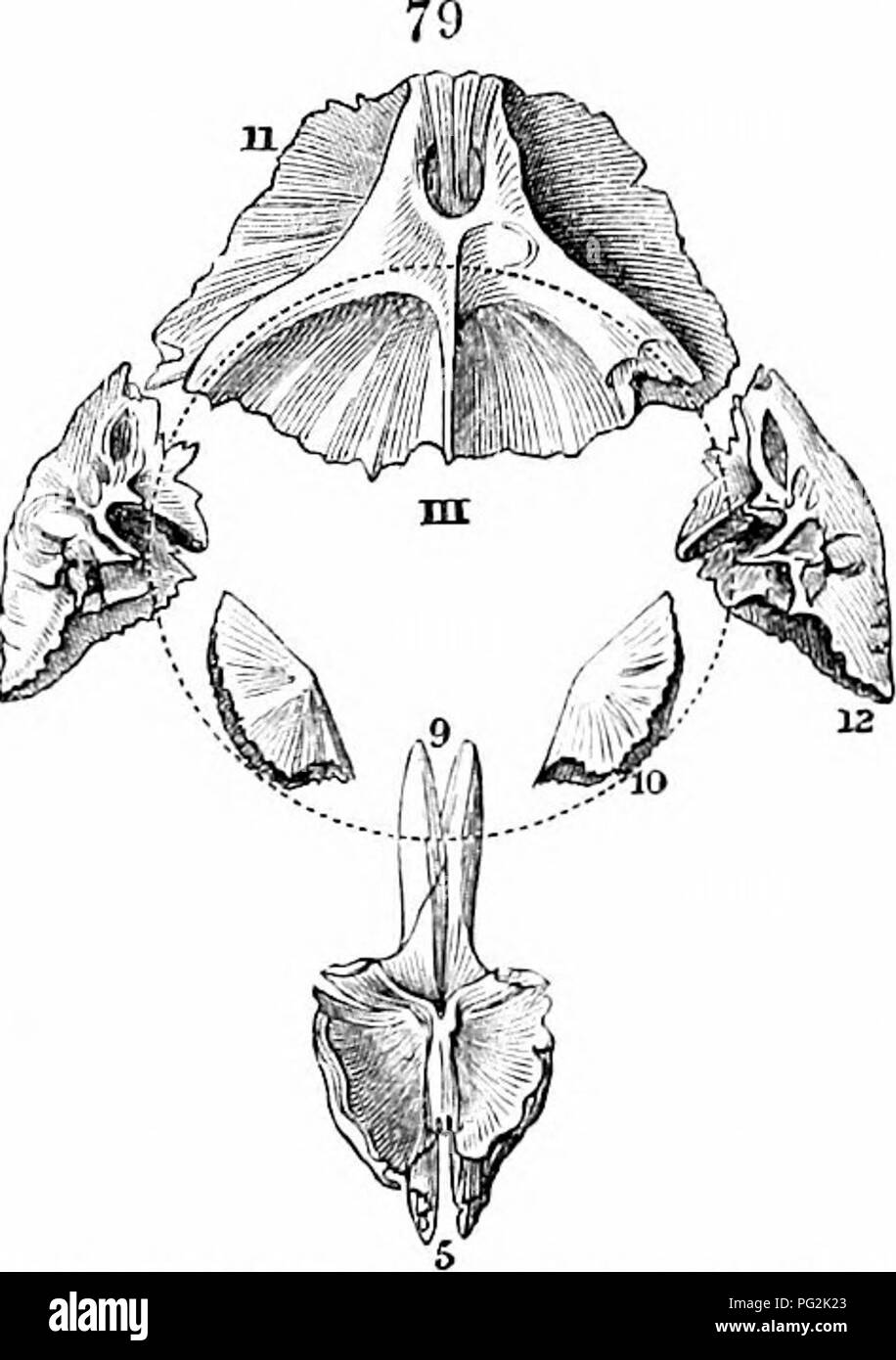 . Auf der Anatomie der Wirbeltiere. Wirbeltiere; Anatomie, Vergleichende; 1866. 98 Anatomie der Wirbeltiere. Disarticulated prosL-in-ciilinlic! Segmente, von zwei Bögen und einem gemeinsamen Zentrum; aber tlie consti-tuent Knochen zu mehr extremen Änderungen. Das Centrum, genannt "presphenoid", Abb. 79, 9, ist weit vorn, leicht erweitern; tlie neurapophyses, genannt 'orbito-sphenoids, "ib.Lo, sind klein, semi-ovalen Platten, Schutz der Seiten des Großhirns; die neuronalen Wirbelsäule oder key-Knochen des Bogens, genannt "Frontal", Ib. 11, ist enorm erweitert, aber in der Cod ist single; T Stockfoto