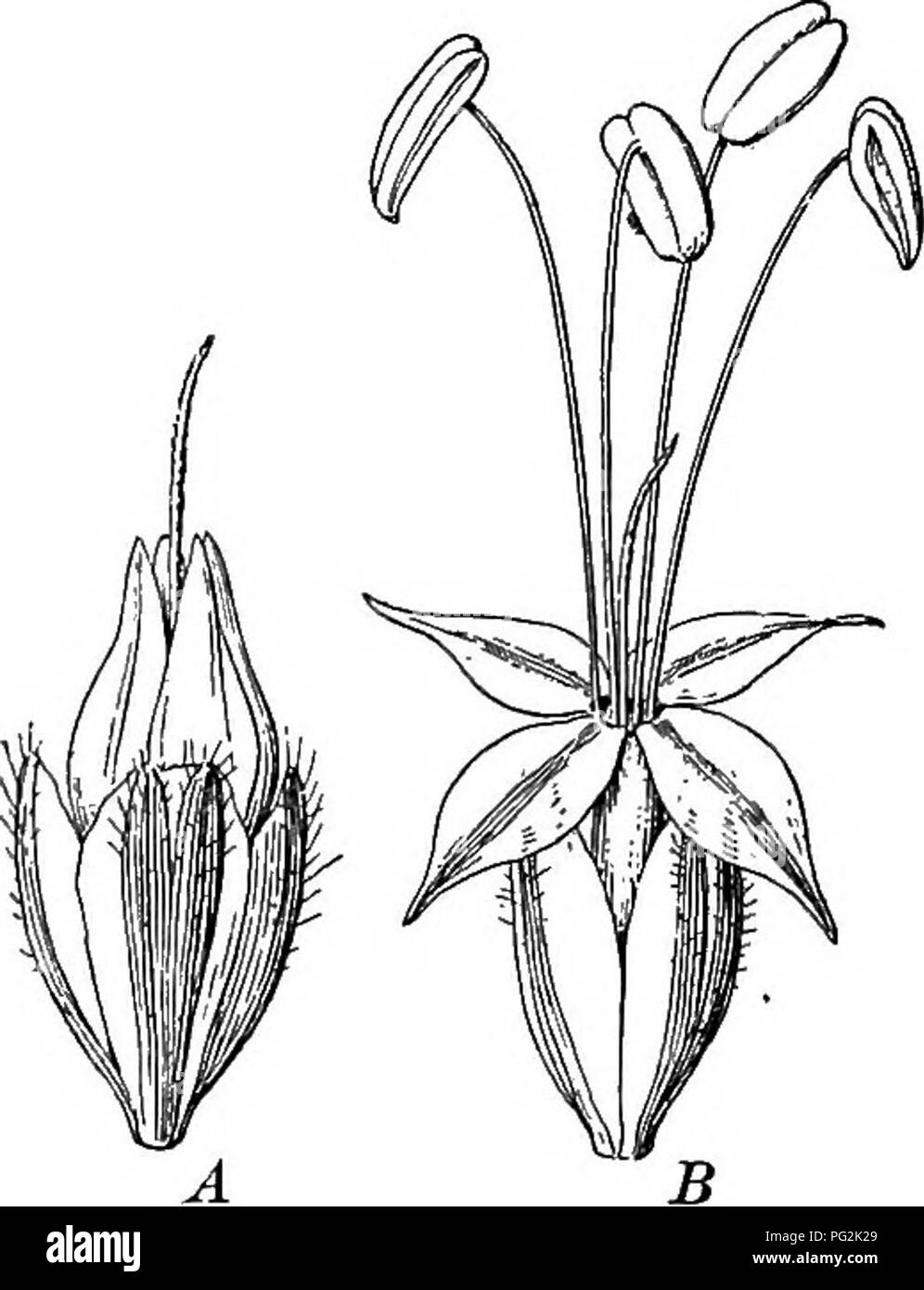 . Schlüssel und Flora: nördlichen und zentralen Staaten. Botanik. 226 SCHLÜSSEL UND FLORA. Gespickt, regelmäßige und bisexuell (Abb. 28). Kelchblätter 4, hartnäckig. Corolla hypogynous, SALVER-förmige, dünn und trocken; Nocken 4, ausbreiten. Staubblätter 4, in der Regel auf der Kronröhre eingefügt; Filamente Thread - wie; Antheren groß und vielseitig. Eierstock frei, in der Regel 2-4-celled; Stil Faden-wie. Obst ein 1-4-celled, 1 oder mehr gesäte Membranöse cap-sule, die Splits geöffnet trans-versely, oben, wie ein Deckel. PLANTAGO L. Merkmale der Gattung wie oben für die Familie. 1. S. major L. Wegerich. Pro-ennial, aus einem Stockfoto