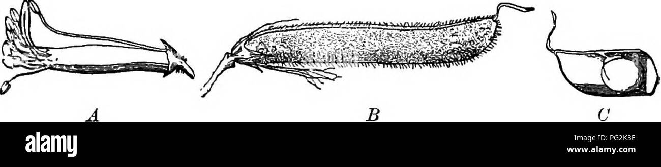 . Schlüssel und Flora: nördlichen und zentralen Staaten. Botanik. Bäume. Blumen ein wenig oder gar nicht, manchmal fast papilionaceous actinomorphic. Die oberen Blütenblatt innerhalb des Anderen in der Knospe. Staubblätter 10 oder weniger, in der Regel nicht miteinander vereinigten, getragen auf dem Kelch. Blumen unvollkommen papilionaceous. Blätter einfach. Cercis, V Blumen nicht papilionaceous. Stachellosen. Gymnocladus, III Blumen nicht papilionaceous. Voller Dornen. Gleditsia, IV. Abb. 22 A, Staubgefäße und Stempel von Sweet pea (vergrößert); B, Früchte; C, Teil der Frucht, Samen angezeigt. Bitte beachten Sie, dass diese Bilder aus gescannten Seite Bilder extrahiert werden Stockfoto