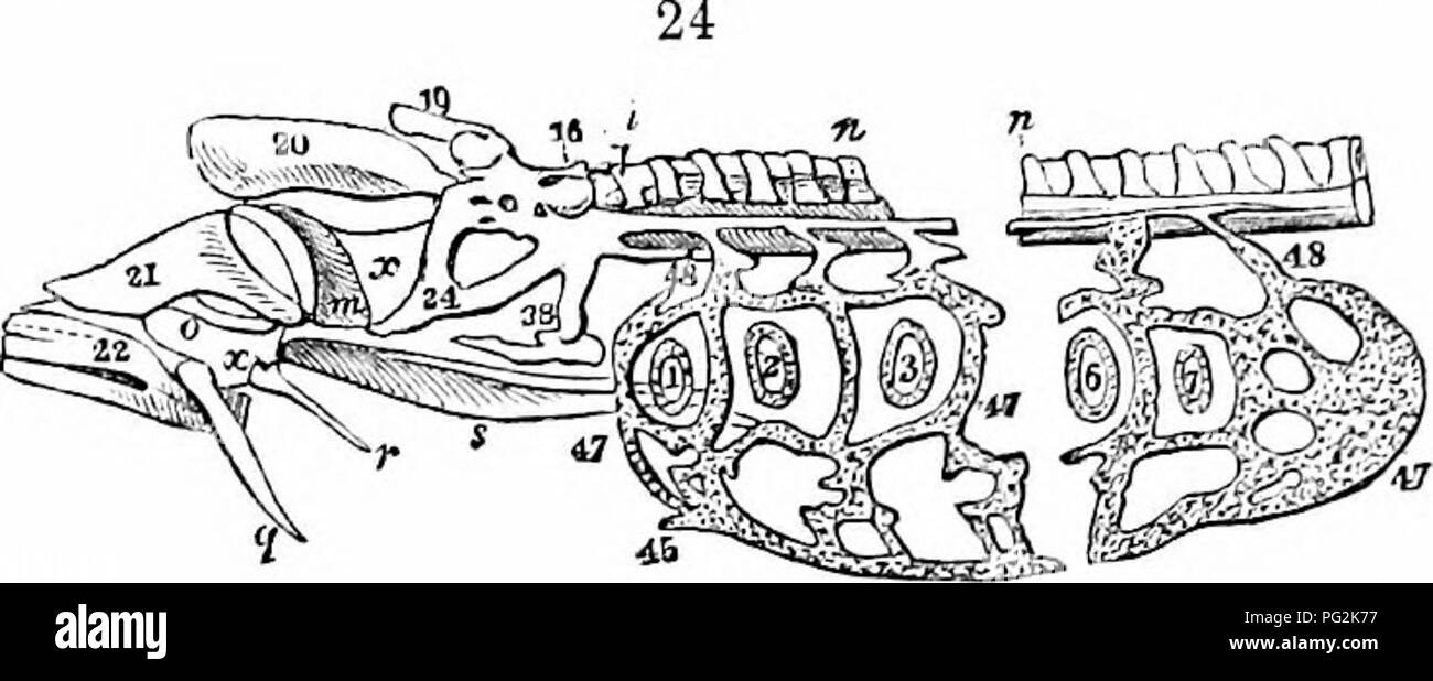 . Auf der Anatomie der Wirbeltiere. Wirbeltiere; Anatomie, Vergleichende; 1866. 32 Anatomie der Wirbeltiere. Schicht des notochordal Kapsel hat die Textur der harten hyalinem Knorpel angenommen; und nicht nur die Unternehmen satte cartilagmous neurapophyses" präsentieren, sondern auch parapophyses, pleurapophyses,. fibro - aiiliroso CMual neuronale Canal gclatlniius Chorda c=a (innere l-iyei "Ich 'f niiruUH Kapsel als hyaline Knorpel. Bitte beachten Sie, dass diese Bilder extrahiert werden aus der gescannten Seite Bilder, die digital haben für die Lesbarkeit verbessert - Färbung und Aussehen dieser Abbildungen können nicht Pe Stockfoto