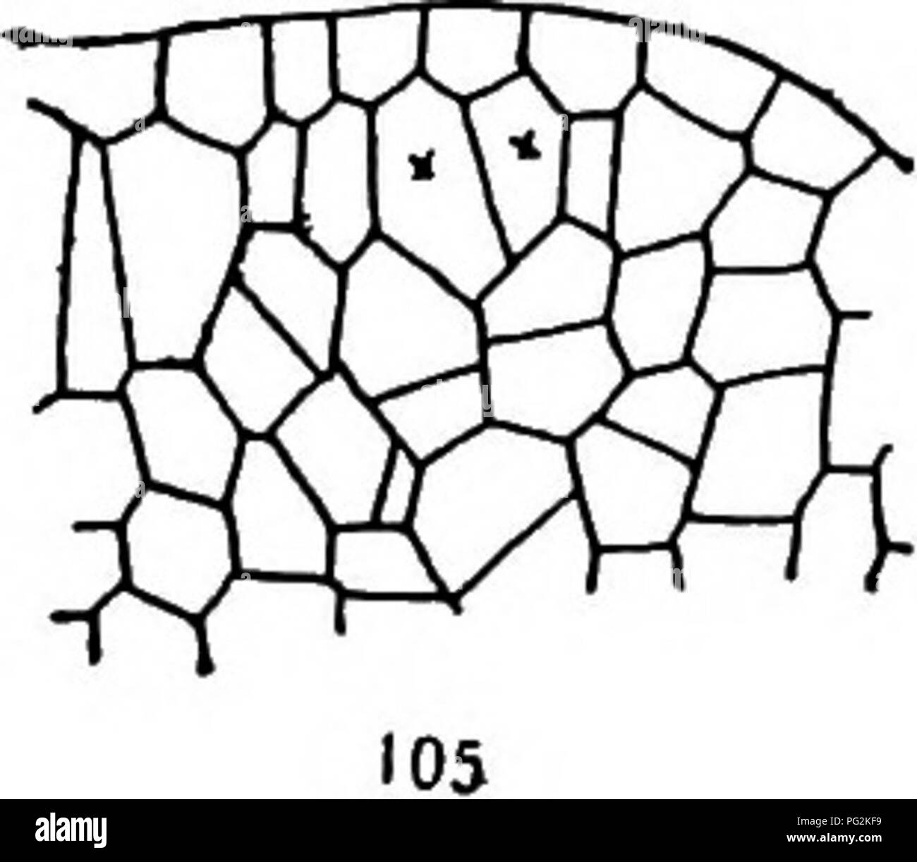 Dieser Text konzentriert sich auf die Morphologie von Gymnospermen, insbesondere Cycadales. Es beschreibt die chromosomale Struktur und die zellulären Prozesse, die an ihrer Reproduktion beteiligt sind, wie die Untersuchung von Pollenmutterzellen und die Mitose bei Arten wie Dioon edule. Stockfoto Dieser Text konzentriert sich auf die Morphologie von Gymnospermen, insbesondere Cycadales. Es beschreibt die chromosomale Struktur und die zellulären Prozesse, die an ihrer Reproduktion beteiligt sind, wie die Untersuchung von Pollenmutterzellen und die Mitose bei Arten wie Dioon edule. Stockfoto