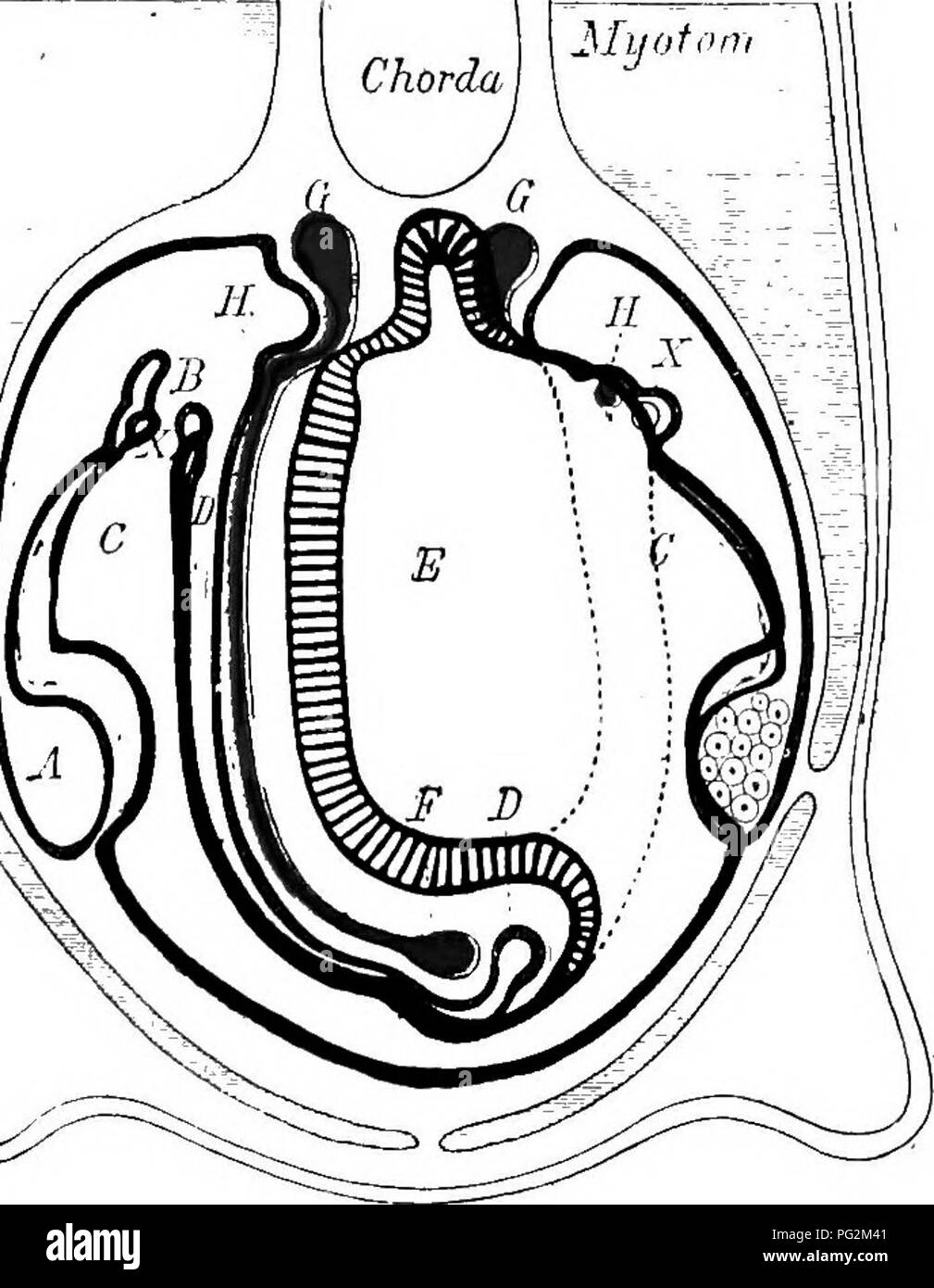 . Elemente der vergleichenden Anatomie der Wirbeltiere. Anatomie, Vergleichende. URIJSrOGENITAL ORGANE 349 h. Besonderer Teil. Harnorgane. In Amphioxus eine Serie (90 oder mehr) von unabhängigen segmentale Tubuli auf beiden Seiten in der reduzierten Abschnitt des coelome liegt auf der dorsalen Seite des Pharynx ("DORSALE vorhanden sind. • Savik. Bitte beachten Sie, dass diese Bilder sind von der gescannten Seite Bilder, die digital für die Lesbarkeit verbessert haben mögen - Färbung und Aussehen dieser Abbildungen können nicht perfekt dem Original ähneln. extrahiert. Wiedersheim, Robert, 1848-1923; Parker, wird Stockfoto
