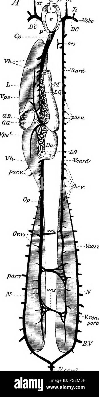 . Elemente der vergleichenden Anatomie der Wirbeltiere. Anatomie, Vergleichende. Venöse SYSTEM EIN ECU-Vsbc 32 (. -- Vcard. - V - catcd 'Abb. 267,- Diagramm oder das System des Vexoi von Profopternn Anhang/ejis. (Nach W. N. Parker.) V, Ventrikel; Atrium; p, Pericardium, ca, conus arteriosus; Ji, Je, internen und externen Wespe; Vsbc, Subclavia; TUN, DC, precaval Venen; Op, post-caval; Vh, VH, hepatische Adern; L, Leber; O. B, Gallenblase; d. G, Galle-Kanals; J/, "Magen"; Da, Darm; L.G, lymphatischen Organ in den Wänden des Magens, das Blut, aus dem in der Leber portal Venen fließt Stockfoto