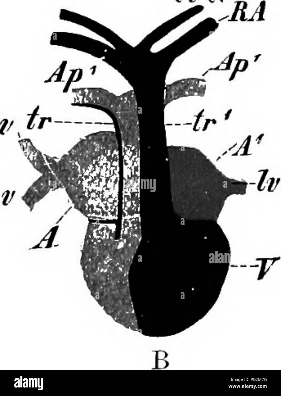 . Elemente der vergleichenden Anatomie der Wirbeltiere. Anatomie, Vergleichende. Die Abb. 64. 249,- Diagramm showin -; Lungenvenen;. V, i; Vor- und Po.st-cavals (nur eine precaval ist angegeben). behandelt (Abb. 250). Es gibt immer zwei faserig, pooket - likc atrio-ventrikulären Ventile, die mit den Wänden des Ventrikels durch Seile verbunden sind. Die zwei pulmonalvenen Vereinen vor dem Öffnen in den linken Vorhof. Bitte beachten Sie, dass diese Bilder extrahiert werden aus der gescannten Seite Bilder, die digital haben für die Lesbarkeit verbessert - Färbung und Aussehen dieser Abbildungen können nicht Perfekt rese Stockfoto