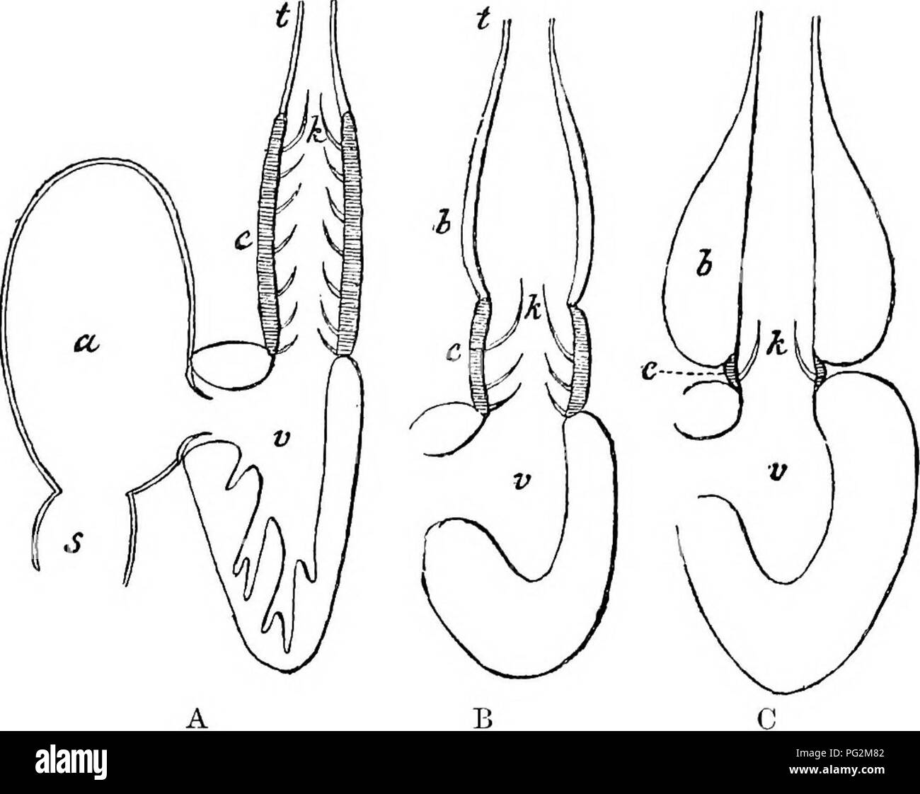 . Elemente der vergleichenden Anatomie der Wirbeltiere. Anatomie, Vergleichende. Gefäßsystem 307 kontraktilen Bulbus arteriosus liegt in der Regel in der Nähe der Ventrikel (Abb. 246, c). o Die Herzen der Fische enthält venöses Blut nur, die es zwingt. Fia, 246. âDiAfiRAMMATic Längsschnitt thkough die Herzen der Vakious Fische. (Von der Boas Zoologie.) EIN, Fisch mit gut entwickelten Conus anteriosns {z.b. Elasmobranoh); B, Amia; G, ein Teleost. In B und C der Sinus venosus und Atrium werden nicht angegeben. a, Atrium; h, bulbus arteriosus;&gt;, conus arteriosus;/; Ventile; t, ventralen Aorta; v Stockfoto