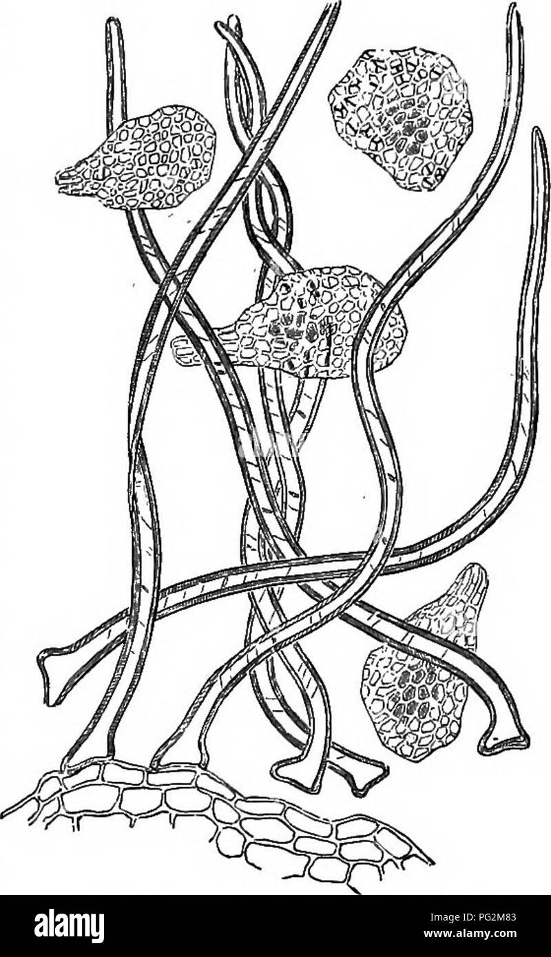 . Der natürliche Verlauf von Pflanzen, deren Formen, Wachstum, Reproduktion und Verteilung;. Botanik. Verbreitung durch Wind. 859 achene, und verhält sich wie ein Fallschirm, wie sie in der oeum, Atragene, Pulsatilla gesehen werden, aaid Olematis (siehe Abbn. 472* und 472 0-In einige Gräser, wie Stipa (siehe Band I, S. 619, Abb. 1471), ein awn wird in Form eines langen Federn, die oberhalb der dicht geschlossenen glumes inclosing die Frucht steigt entwickelt. Einige der Früchte und Samen, die oben beschrieben werden, sind direkt mit dem Wind ausgesetzt. Aufgrund der Tatsache, dass die Austrocknung der Umschläge und Stiele der Früchte bei der r Stockfoto