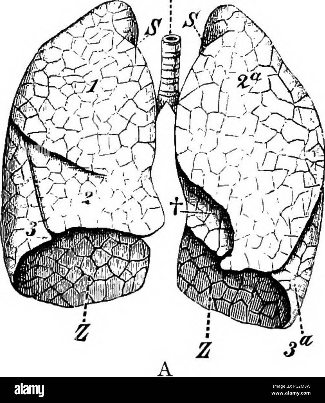 . Elemente der vergleichenden Anatomie der Wirbeltiere. Anatomie, Vergleichende. Lungen 297 Die Knorpel der Bronchien mehr und mehr spärlich geworden und schließlich verschwinden, da Letztere teilen sich in feinere und feinere Verzweigungen. Der brusthöhle wird durch eine seröse Membran gesäumt, die Pleura, in denen, wie im Fall des Peritoneums (s. 235), eine parietale und r^. Abb. 240a.-lung des Menschen. (Von der ventralen Seite.) 1, 2, 3, Nocken von rechts, und 2c, 3a, der linken Lunge; Z, Basis der Lunge; t, incisure Cordis; S, Sulcus für die A. subclavia, Tr, die Luftröhre. TcJPsS. Bitte beachten Sie, dass diese Bilder sind ext Stockfoto
