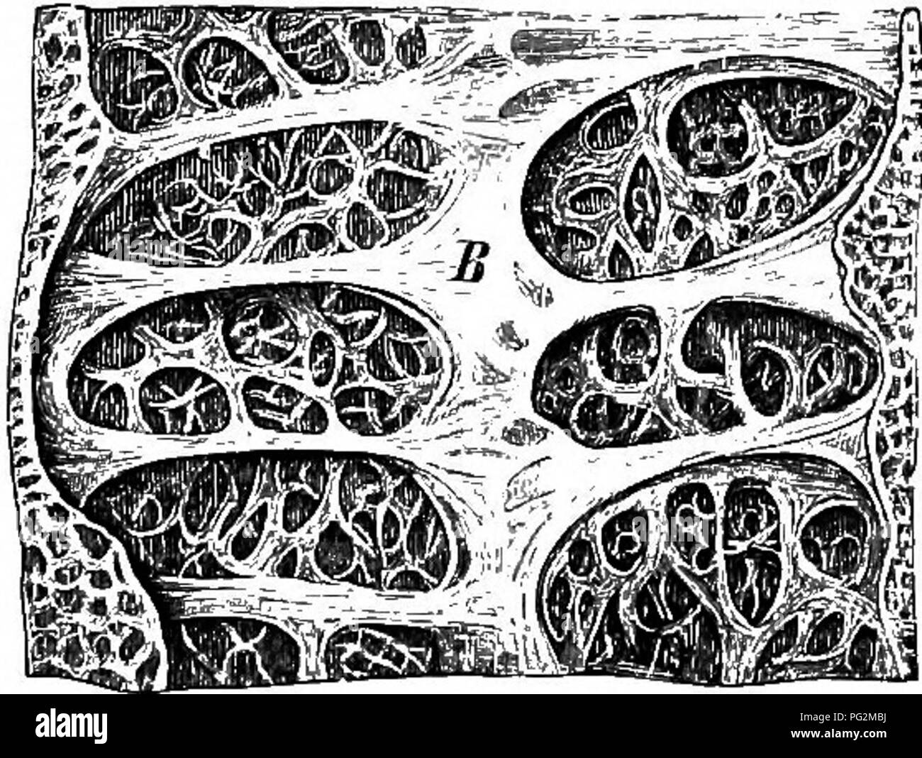 . Elemente der vergleichenden Anatomie der Wirbeltiere. Anatomie, Vergleichende. Die harnblase UND LUNGE 281 etwas ähnliche Orgel (rot-Körper") vorhanden ist, sondern besteht nur aus Kapillaren. Die Luft - Blase liegt oberhalb des Bauchfells auf der dorsalen Seite des Körpers - Hohlraum zwischen der Wirbelsäule, Aorta, und Nieren einerseits und der Speiseröhre auf der anderen: es ist durch das Bauchfell auf der Bauchseite nur investiert. Es ist mehr oder weniger eine SAC-wie in Form, und ist nur in Ausnahmefällen (Poly-pterus) gekoppelt; es erstreckt sich in der Regel über die gesamte Länge des Körpers - Hohlraum, und seine Stockfoto