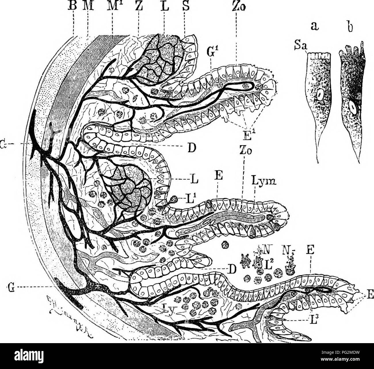 . Elemente der vergleichenden Anatomie der Wirbeltiere. Anatomie, Vergleichende. ; 2 G 8 VERGLEICHENDE ANATOTSIY Strukturen bekannt als die krypten oder Drüsen der Lieberhiihn sowie acinous Schleimdrüsen. Schleimhäute sezernierende Becherzellen sind BM M^Z L S. VM. 214. âA, Semidiagkammatic Tbansvekse Abschnitt einer Poktiou der WalIj des Darms. (Kombiniert aus dem Zustand, in den beiden unteren und höheren Wirbeltieren gesehen.) B, Epithelzellen des Darms. /Â *, peritonealer Investition von tlie Darm; M, längs muskulöse Schicht; M^, kreisförmige muskulöse Schicht; Z, Bindegewebs-Gewebe; S, Schleimhaut, Stockfoto