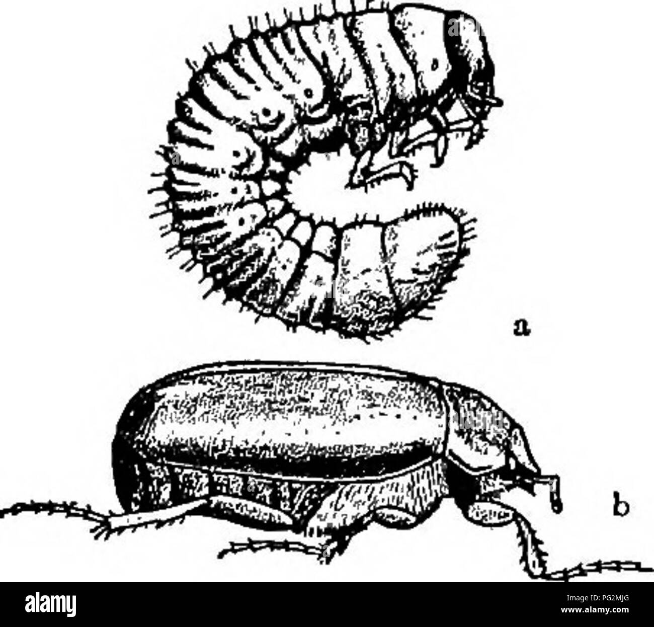 . Die Kartoffel. Kartoffeln. Kartoffel Insekten und deren Kontrolle 181. Erwachsene Käfer oder als weiße Maden. Es dauert zwei bis drei Jahre seines Lebenszyklus zu vervollständigen. Die Erwachsenen legen Eier in sod Boden im Juni die Limousine in ungefähr zwei Wochen. Die Larven oder Raupen ernähren sich von Wurzeln und erfordern einen oder zwei Summe-mers voll gewachsen zu sein. Sie leiten die ersten Winter als Maden tief unten am Boden lebende und der zweite Sommer viel größer sind, als die erste mehr destruktiv, so dass die Felder im sod ein Jahr nach links zu schlecht - fested im nächsten Jahr werden wahrscheinlich sind. Die Larve verpuppt, normalerweise im Juni oder Juli es Stockfoto