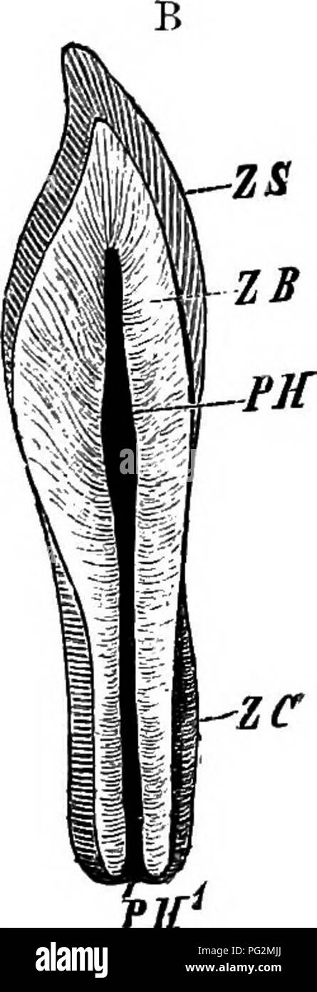 . Elemente der vergleichenden Anatomie der Wirbeltiere. Anatomie, Vergleichende. Abb. 191 a.-Diagramm der Entwicklung eines Zahnes. EM, Epithel von Mund, SK, Dentalis, ZK, zahnmedizinische Papille; Ma, mem-brana adamantina ol Emaille - Orgel; O, Odontoblasts; J) S, Dentin; Bg, Bg, Bindegewebe Follikel oder Sac in der Umgebung des Zahnes. Abb. 191 i;.- Semtdiacbammatic Abbildung einen Längsschnitt durch einen Zahn. ZS, Zahnschmelz, Dentin; ZB, ZC, Zement; Pa^, Blende der Zellstoff - Pol{PH). und Aufstieg bzw. geben die verkalkten e^{ivorj iamel und Dentin), von denen die Zähne aufgebaut sind. Die e Stockfoto