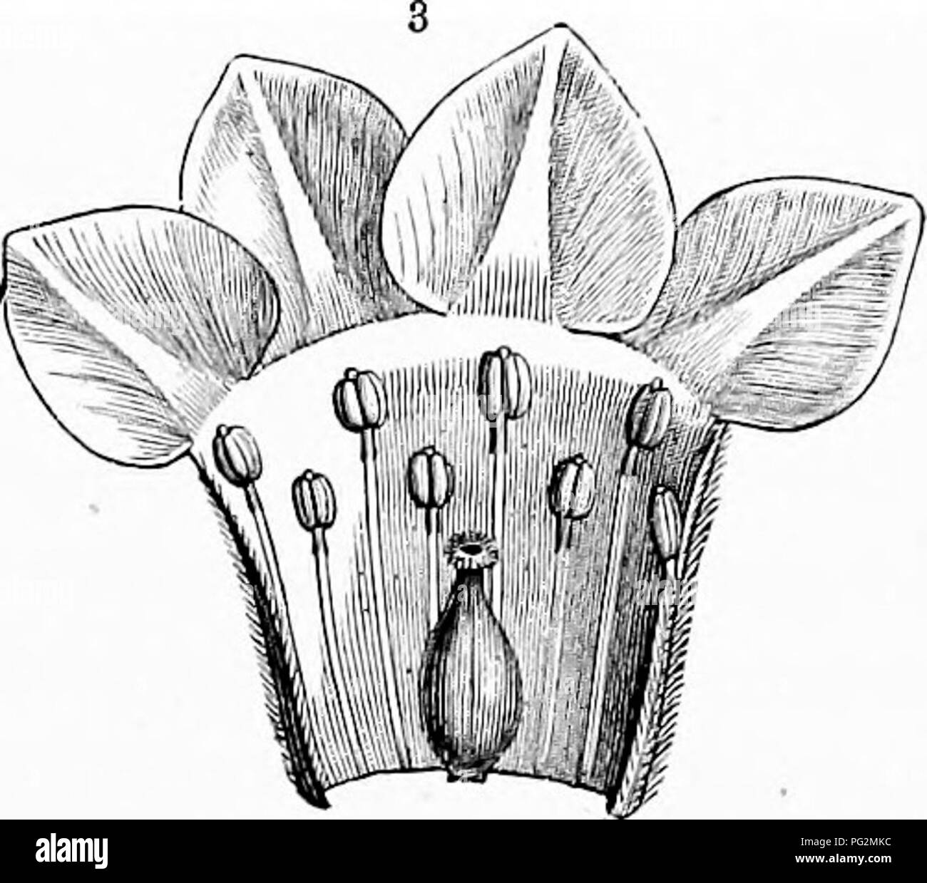 . Der natürliche Verlauf von Pflanzen, deren Formen, Wachstum, Reproduktion und Verteilung;. Botanik. . Bitte beachten Sie, dass diese Bilder sind von der gescannten Seite Bilder, die digital für die Lesbarkeit verbessert haben mögen - Färbung und Aussehen dieser Abbildungen können nicht perfekt dem Original ähneln. extrahiert. Kerner von Marilaun, Anton, 1831-1898; Oliver, W. (Francis Wand), 1864-1951; Busk, Marian (Balfour) Dame, 1861-1941; Macdonald, Mary Frances (Ewart); Kerner von Marilaun, Anton, 1831-1898. Pflanzenleben. Englisch. New York, H. Holt und Unternehmen Stockfoto