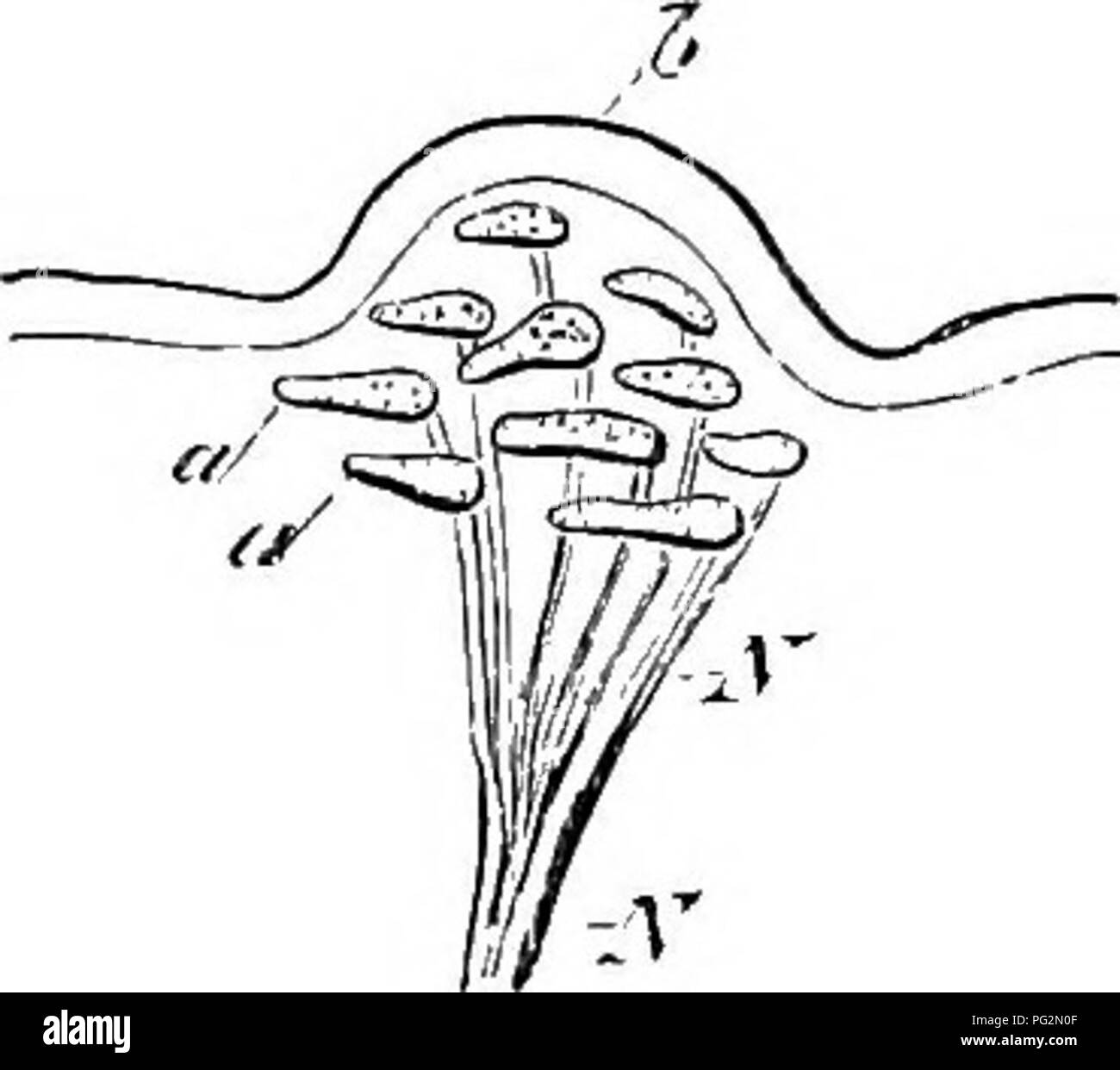 Diese Arbeit, „Elements of the Comparative Anatomy of Vertebrates“, stellt eine detaillierte Analyse der Wirbeltieranatomie vor. Es konzentriert sich auf die vergleichende Anatomie und hebt die strukturellen und funktionellen Unterschiede zwischen den Wirbeltierarten hervor, einschließlich der Berührungspunkte bei Fröschen. Stockfoto