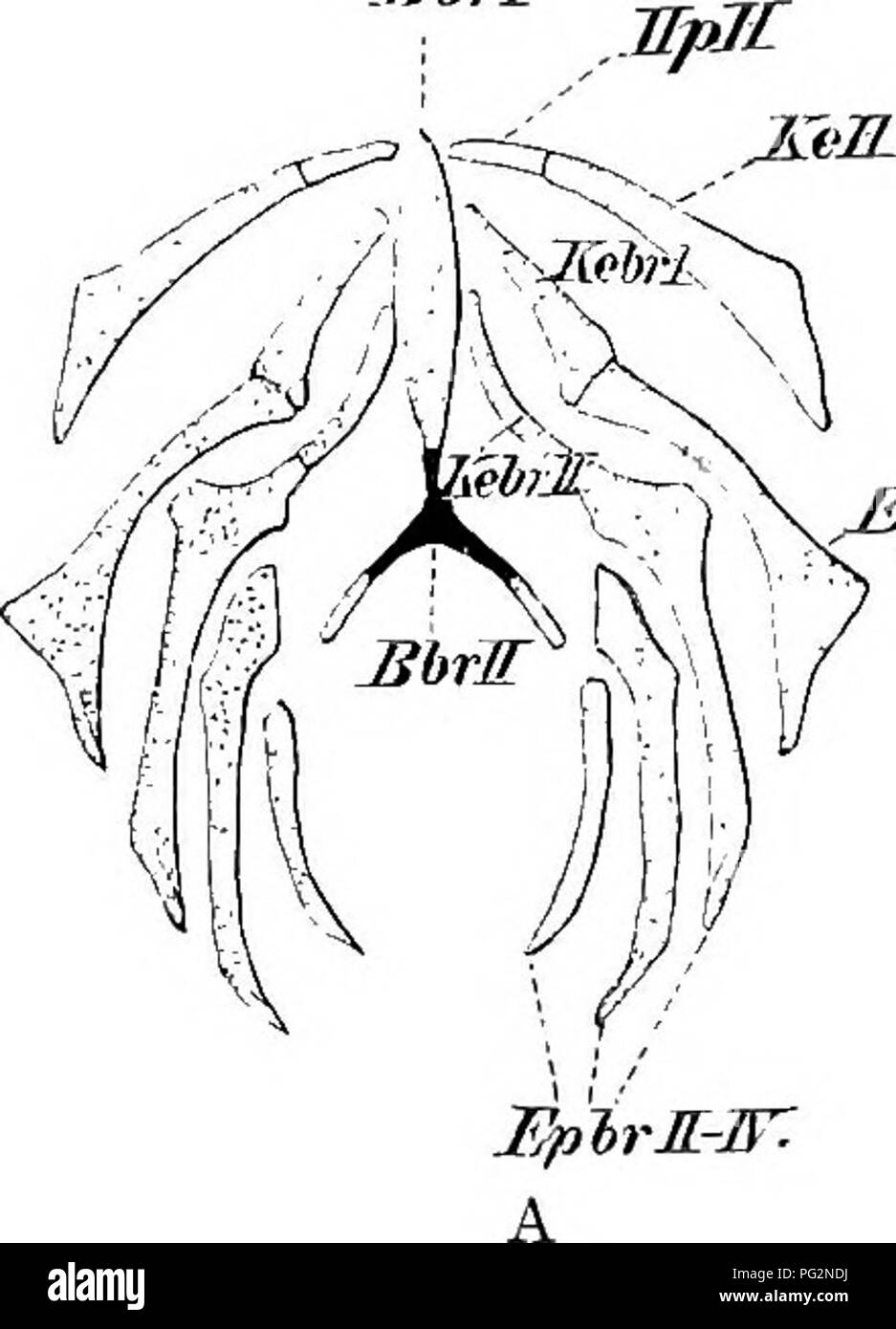 . Elemente der vergleichenden Anatomie der Wirbeltiere. Anatomie, Vergleichende. Vergleichende Anatomie im Wesentlichen andere und viel komplexere Entwicklung und nicht in irgendeiner Weise direkt aus, die ot abgeleitet werden tailed" Amphibien. 1 Il) rl. ^ pbrl Koir.. Bitte beachten Sie, dass diese Bilder sind von der gescannten Seite Bilder, die digital für die Lesbarkeit verbessert haben mögen - Färbung und Aussehen dieser Abbildungen können nicht perfekt dem Original ähneln. extrahiert. Wiedersheim, Robert, 1848-1923; Parker, William Newton, 1857-1923. London, Macmillan Stockfoto