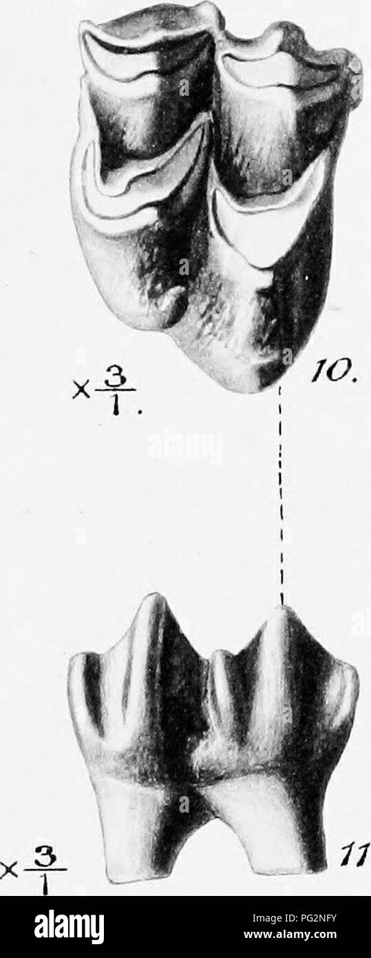 . Beiträge zu den kanadischen palÃ ¦ Ontologie. Paläontologie. Geologische ÜBERSICHT VON KANADA. Platte VIII P'pa. - - -.Ay. Rne. a.. Ein c...^^"-Aj/. :.-Pr. P^r^ pa. V i - 3. l^-V x 4^. Trie. Ein ^. , Prd. Ich^^-JiS, 5. med..'' â â - P'^d. 771 ed: "1. ^ rdâ" Pad. ^ Hld 6. med. 7.. Bitte beachten Sie, dass diese Bilder sind von der gescannten Seite Bilder, die digital für die Lesbarkeit verbessert haben mögen - Färbung und Aussehen dieser Abbildungen können nicht perfekt dem Original ähneln. extrahiert. Geologische Übersicht von Kanada. Ottawa, Gedruckt von S.E. Dawson Stockfoto