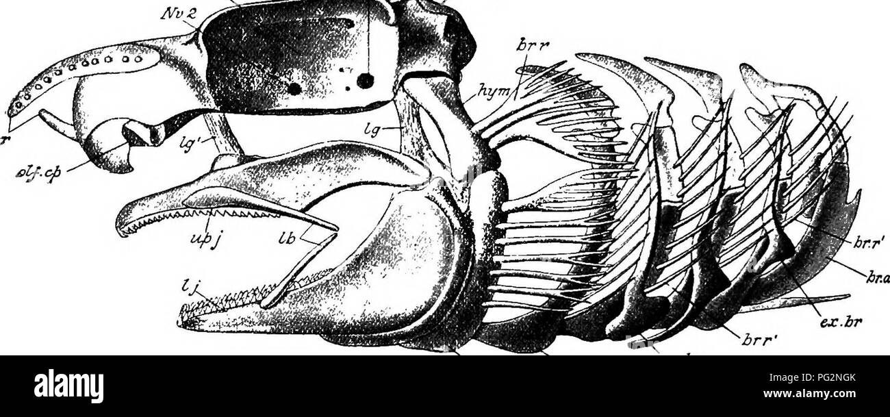 . Elemente der vergleichenden Anatomie der Wirbeltiere. Anatomie, Vergleichende. 74 vergleichende Anatomie in Myxine, die extra-Branchial Korb - Arbeit ganz rudimentär ist und unter anderen Besonderheiten, die lange nasalen Durchgang wird durch knorpeligen Ringen umgeben, und kommuniziert mit den pharynx durch eine naso-palatme Keine fossilen Cyclostomen bekannt sind, aber Palceospondylus gunni aus dem Alten roten Sandstein von Caithness möglicherweise zeigt Affinitäten mit dieser Gruppe.lu Die elasmobranchii und Holocephali der Schädel präsentiert die einfachste und am leichtesten verständliche Beziehungen, so dass er als getroffen werden können. Stockfoto