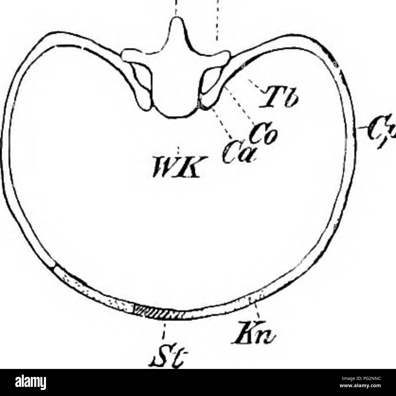 Diese Arbeit untersucht die vergleichende Anatomie von Wirbeltieren und untersucht die Struktur von Rippen und Skelettkomponenten. Es enthält detaillierte Abbildungen von Wirbelrippen, ihrer Artikulation mit dem Brustbein und der Klassifizierung von „echten“ und „falschen“ Rippen. Die Studie liefert Einblicke in die evolutionären Anpassungen von Wirbeltieren und ihre anatomischen Unterschiede zwischen den Arten. Stockfoto