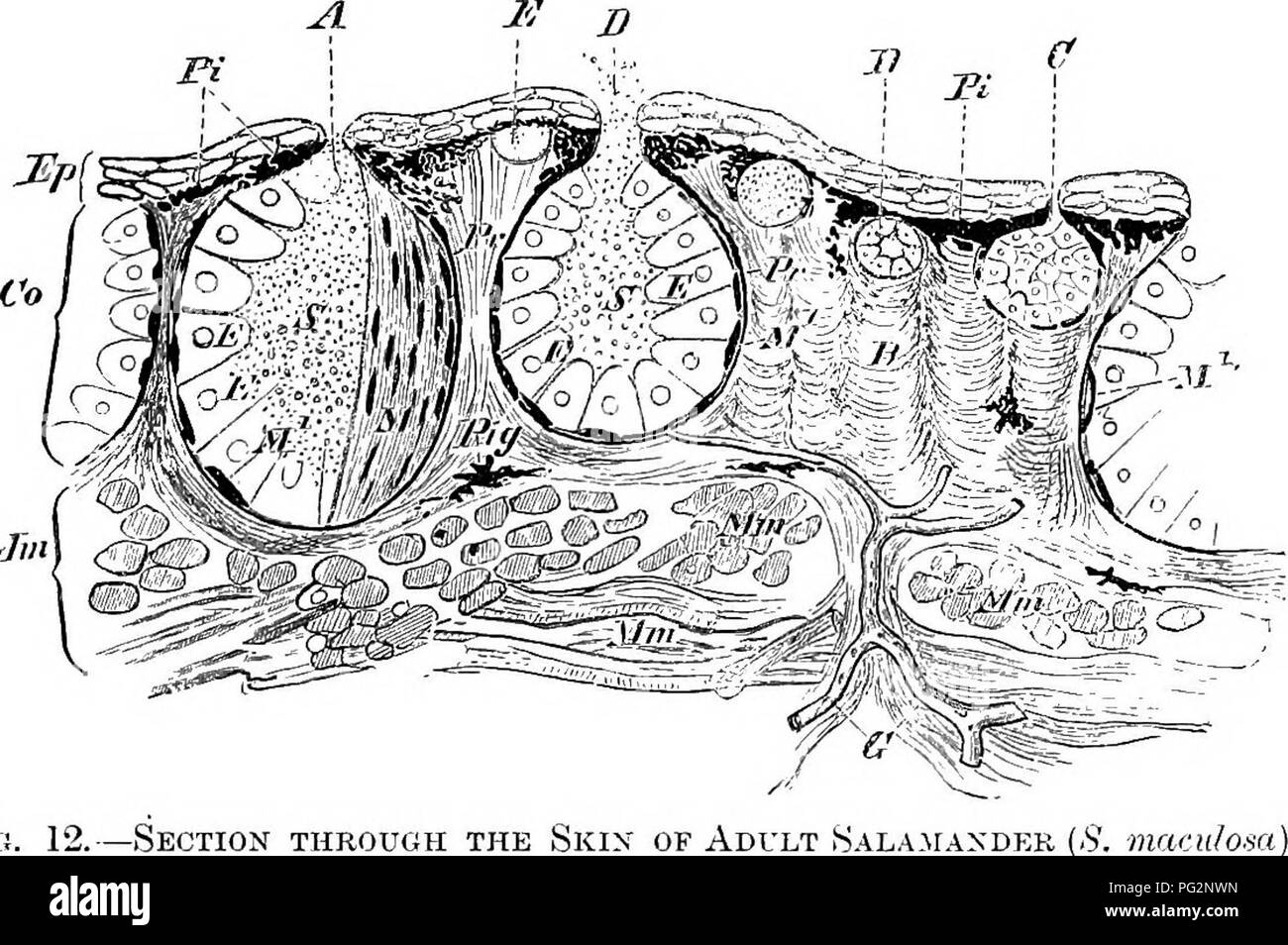 Diese Arbeit beschreibt die vergleichende Anatomie von Wirbeltieren mit Schwerpunkt auf dem Integumentarsystem. Es beschreibt die Schichten der Epidermis, einschließlich Stratum corneum und Malpighii, und die Entwicklung der Drüsen. Der Text untersucht die Struktur der Haut und ihre evolutionären Anpassungen, wie die Bildung von sackartigen und röhrenförmigen Drüsen. Stockfoto