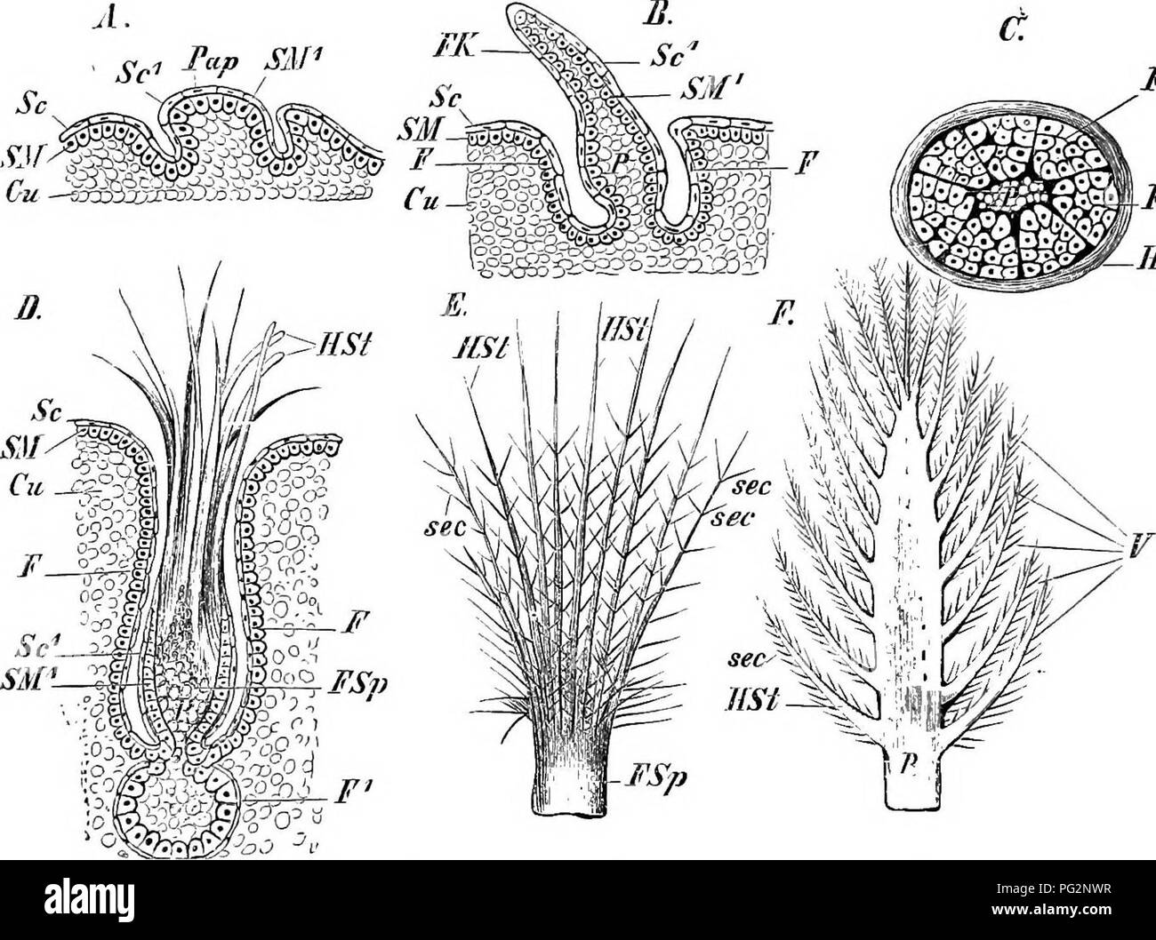 . Elemente der vergleichenden Anatomie der Wirbeltiere. Anatomie, Vergleichende. Vergleichende Anatomie verdickt, und bildet eine Hauptachse oder Stammzellen (scapus), auf die sich die Widerhaken auf beiden Seiten angebracht sind. Die proximale oder basalen Teil der scapus trägt keine Widerhaken aufgerufen, um den Lagerträger {calamus), und dem distalen Teil, zu dem die Widerhaken befestigt werden, die Welle (rachis). Die Widerhaken bilden zusammen die Flügel (vexilhim) (Abb. 14, F). Fundamentalismus Fiu. 14.- sechs Stagks ix Das L) EVELorMEXT des Feathek. (Vor allem nach Th. Studer.) Öl, Dermis, SM, stratum Malpighii;/SV, stratmn corneum; SiP,. S' c Erweiterung Stockfoto