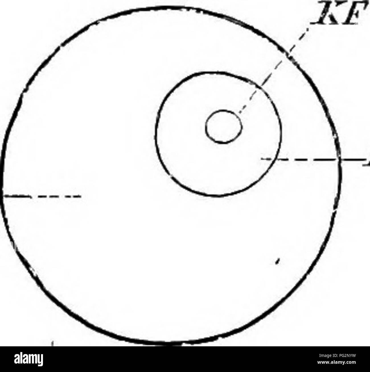 . Elemente der vergleichenden Anatomie der Wirbeltiere. Anatomie, Vergleichende. Einleitung 3 Die germinal Vesikel und eine oder mehrere germinal Flecken. Die äussere Hülle der Eizelle ist als die vitelline Membran gesprochen. Da die Eizelle in seiner primitiven Form wie oben beschrieben repräsentiert eine einzelne Zelle, wir sprechen von der vitellus^ als das protoplasma der Eizelle, die Germinal vesikel als ihr Kern, und der keimscheibe Ort wie der nukleolus. Die Zelle - Kern ist von einer zarten Kernmembran umschlossen, und besteht aus zwei constituentsâthe spongioplasm oder Chromatin gebildet, und die Hi/aloplasm oder achroma Stockfoto