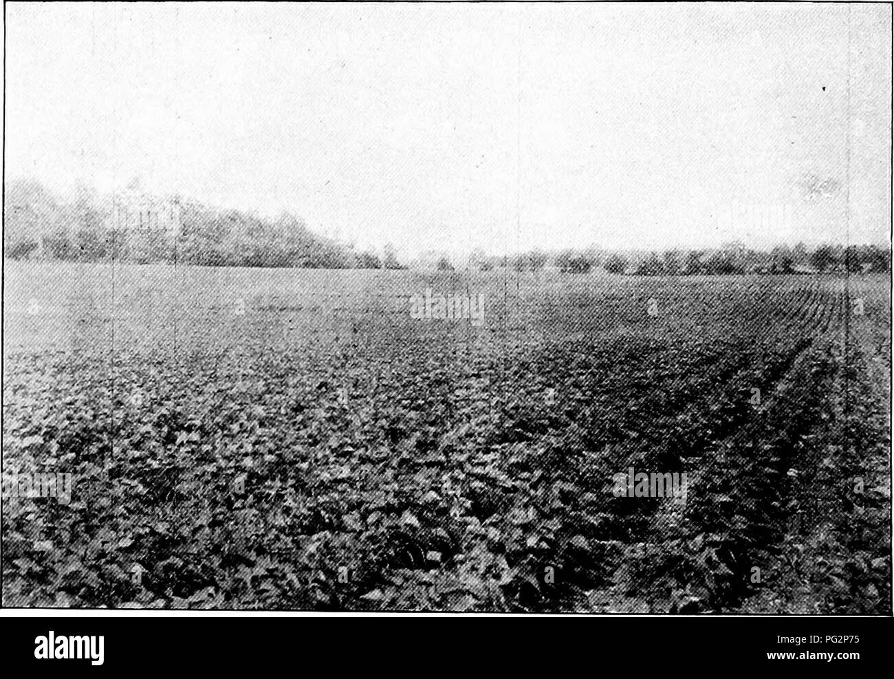 . Das Gemüse im Staat New York... Gemüse; Gartenarbeit. 1506 Die pflanzlichen Tsdustey in Xew New York State History Xot viel Aufmerksamkeit wurde jetzt dieses großartige Funktion in unserer Crop Rotation, bis über die Zeit der Bürgerkrieg. Die Nachfrage veranlaßte sie, ganz allgemein als iield Fruchtart in der Fruchtfolge mit anderen Anbaukulturen versucht werden. Schon bald wurde es durch die Erfahrung, dass bestimmte Kreise in diesem Zustand waren natürlich zu ihrem Wachstum und profitable Entwicklung angepasst und an diesem Tag diese lokalen ist in diesem und in anderen Staaten als Bohne wachsenden Dis-tricts anerkannt. In der gegenwärtigen Tim Stockfoto