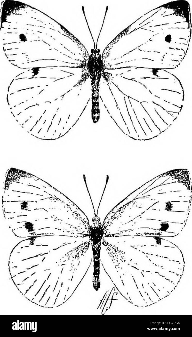 . Das Gemüse im Staat New York... Gemüse; Gartenarbeit. Einige Insekten Schädlich für Gemüse 1343 und kam in isew York State über 1868 oder 1870. Die übergeordnete Schmetterling hat zwei Paare von grossen, starken, weißen Flügeln. Jeder der vorderen Flügel hat einen schwarzen Fleck in der äußeren Ecke und ein oder zwei schwarze Punkte in der Nähe der Außenkante (Abb. 39 Y). Die Schmetterlinge erscheinen früh im Frühling, und die Mutter Insekt bald-Gins werden ihre Weißlichen oder hellgelbe Eier auf die Blätter der Kabine zu hinterlegen - Bage, eines in einem Ort. Diese schlüpfen in ungefähr fünf Tage, und die kleine grüne Würmer erscheinen. Die samtige Gree Stockfoto