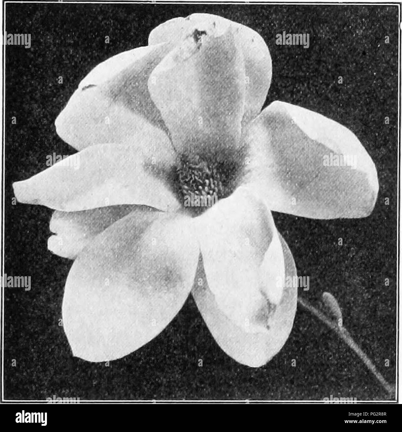 Sperm flower Schwarzwei-Stockfotos und -bilder - Alamy