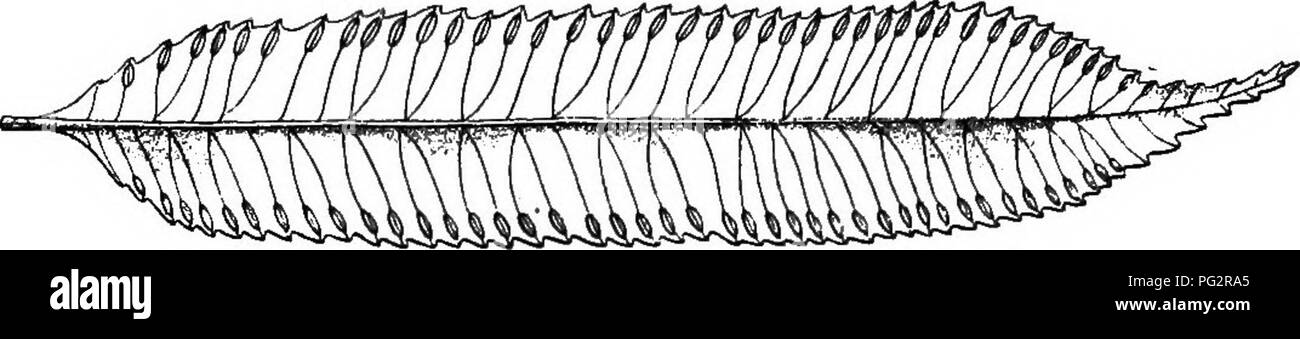 . Vererbung und Evolution der Pflanzen. Vererbung; Pflanzen. 206 Vererbung und Evolution der Pflanzen sind auf pinhules der gewöhnlichen Laub Laub gefunden, resem-bling Der sporophylls bestimmter Farne (Abb. 90) Anstatt die Staubgefäße der modernen Blumen. Die Entdeckung der Samen tragenden Charakter der Farn - wie Pflanzen der Paläozoischen aufgefordert worden sind, den wichtigsten Beitrag der paläobotanik in die Botanik, die je entwickelt wurden. Es wurde von Wieland vorhergesagt, der Yale University, fast zwei Jahre bevor es verkündet wurde von Oliver und Scott. Es wird jetzt geglaubt, dass Samen tragenden Pflanzen Der pterido -. Bitte beachten Sie, dass Stockfoto