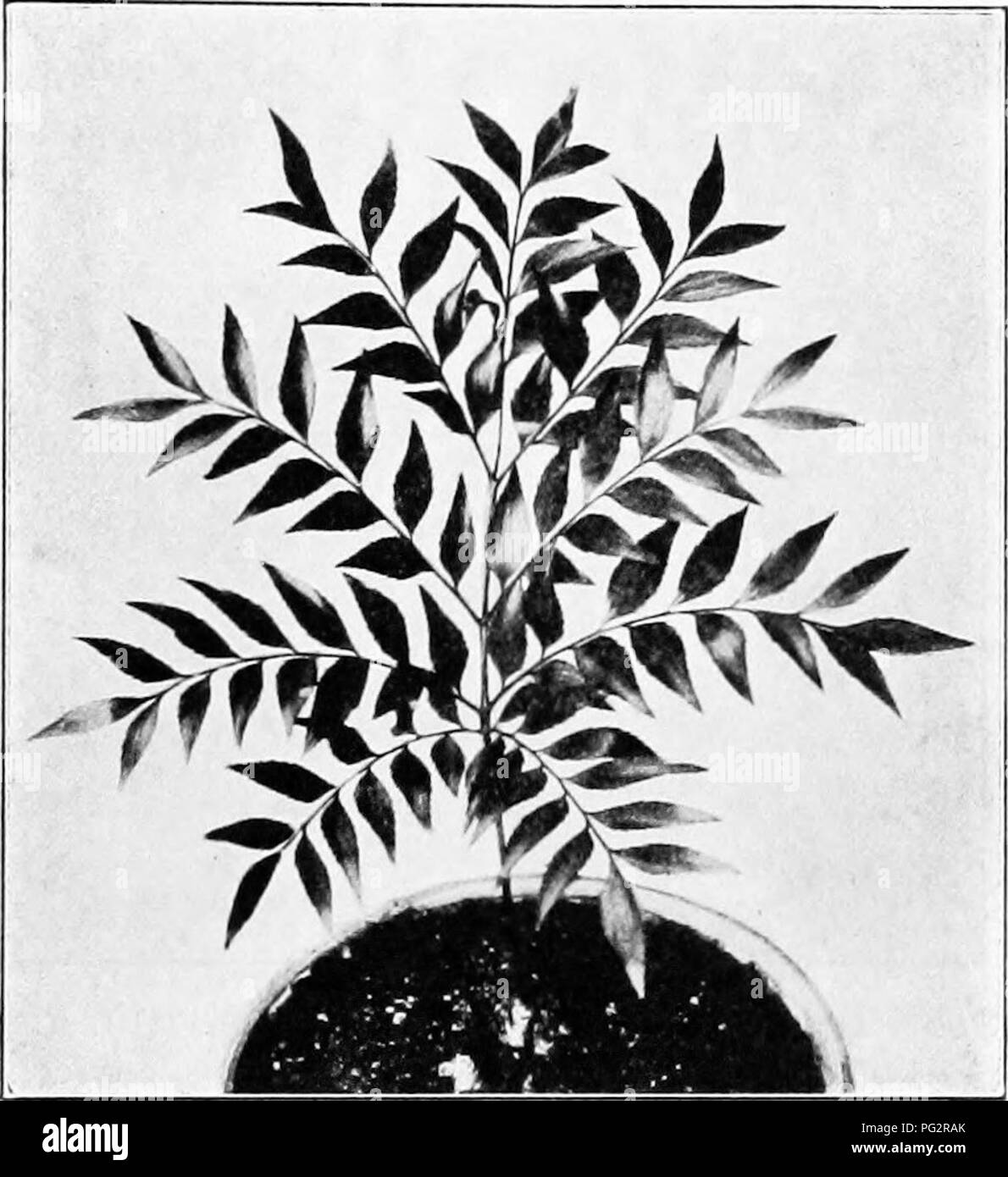 Die Studie über Vererbung und Evolution von Pflanzen untersucht, wie sich Pflanzenarten als Reaktion auf Umweltbelastungen und genetische Vererbung entwickeln. So wird beispielsweise das junge Blatt von Bowenia serrulata mit Angiopteris verglichen, was die Schwierigkeit verdeutlicht, Zykaden von Farnen zu unterscheiden, die nur auf fossilen Blättern basieren. Das Verständnis der Pflanzenentwicklung hilft, ihre Anpassung an verschiedene Lebensräume zu erklären. Stockfoto Die Studie über Vererbung und Evolution von Pflanzen untersucht, wie sich Pflanzenarten als Reaktion auf Umweltbelastungen und genetische Vererbung entwickeln. So wird beispielsweise das junge Blatt von Bowenia serrulata mit Angiopteris verglichen, was die Schwierigkeit verdeutlicht, Zykaden von Farnen zu unterscheiden, die nur auf fossilen Blättern basieren. Das Verständnis der Pflanzenentwicklung hilft, ihre Anpassung an verschiedene Lebensräume zu erklären. Stockfoto